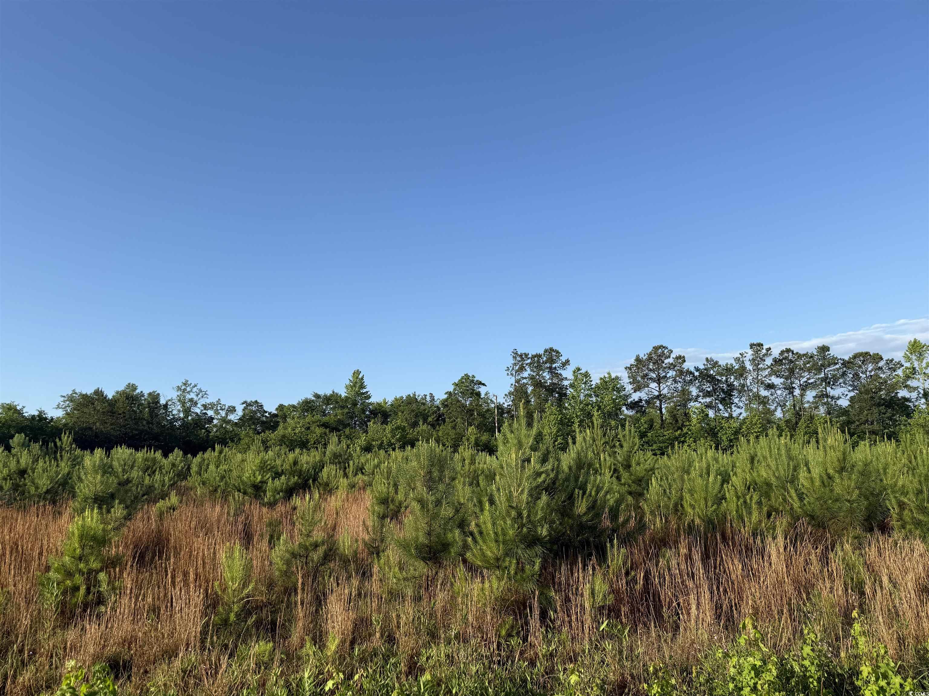 7 Acres-tbd Old Pee Dee Rd. Property Photo 1