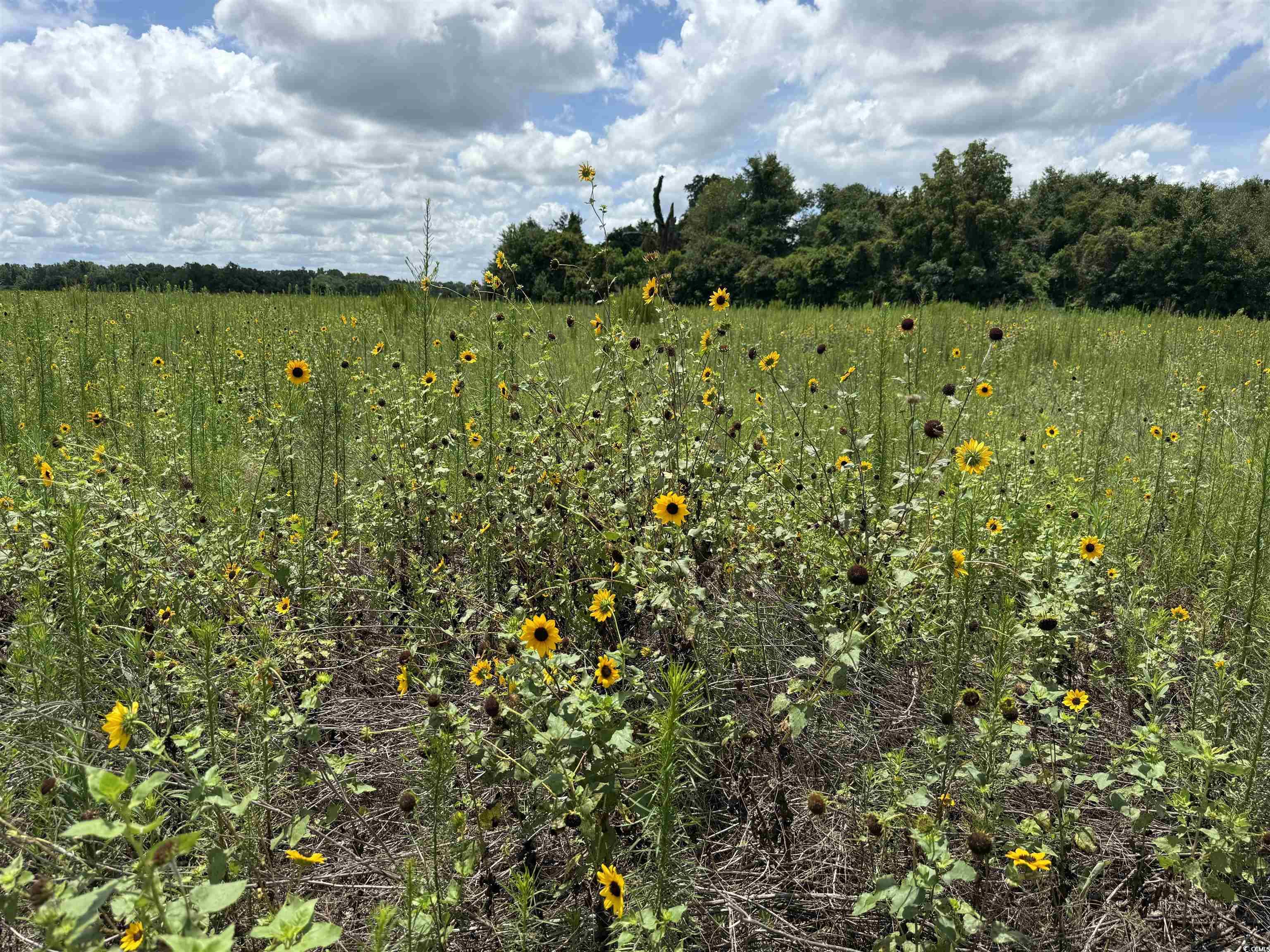 29.63 Acres - Society Hill Rd Property Photo 3
