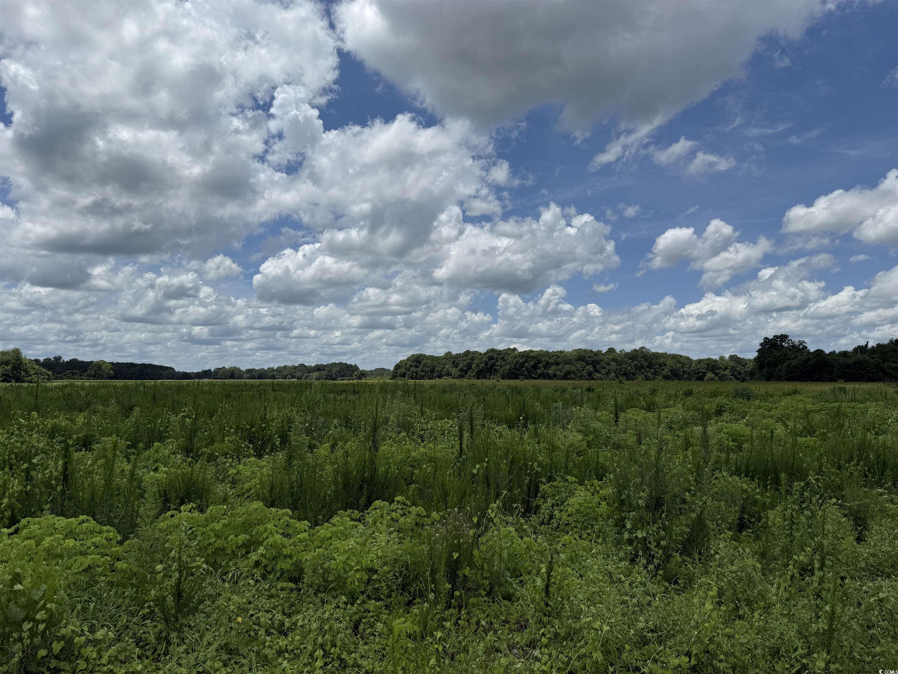 29.63 Acres - Society Hill Rd Property Photo 4