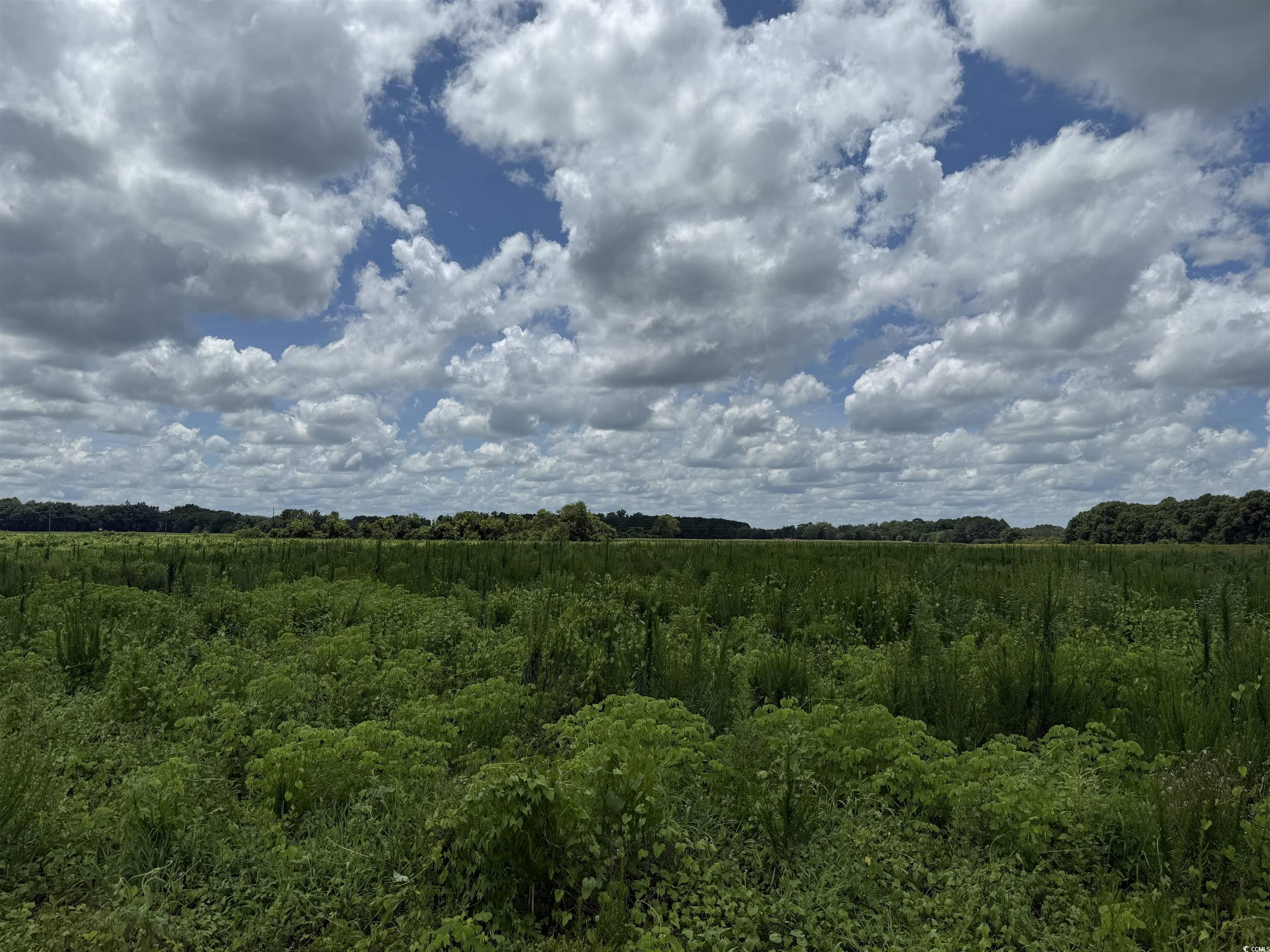 29.63 Acres - Society Hill Rd Property Photo 7