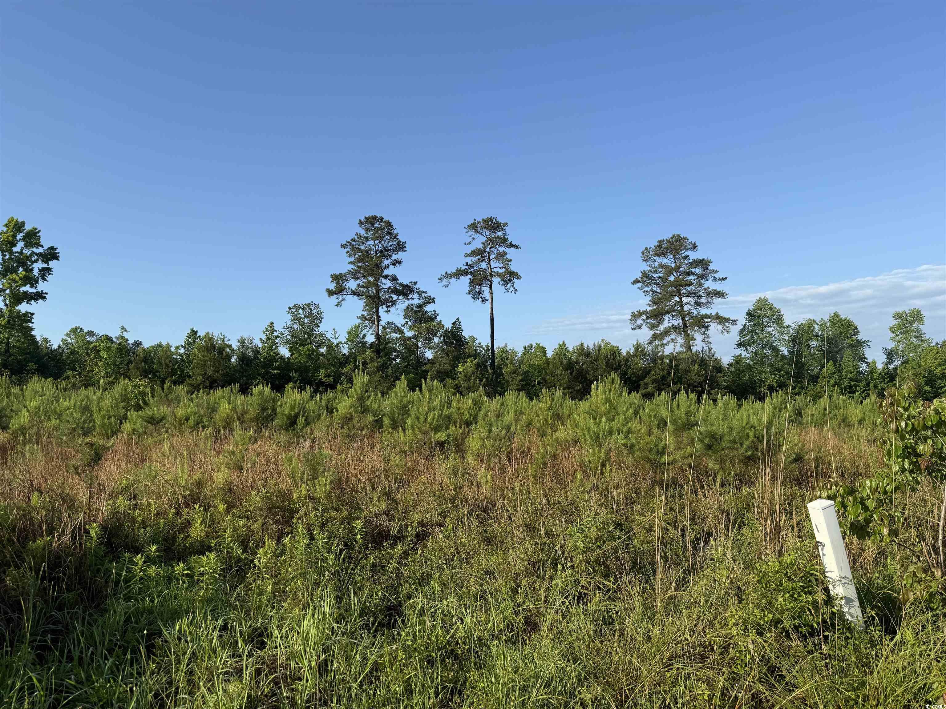 5 Acres Lot 2 Old Pee Dee Rd. Property Photo 2