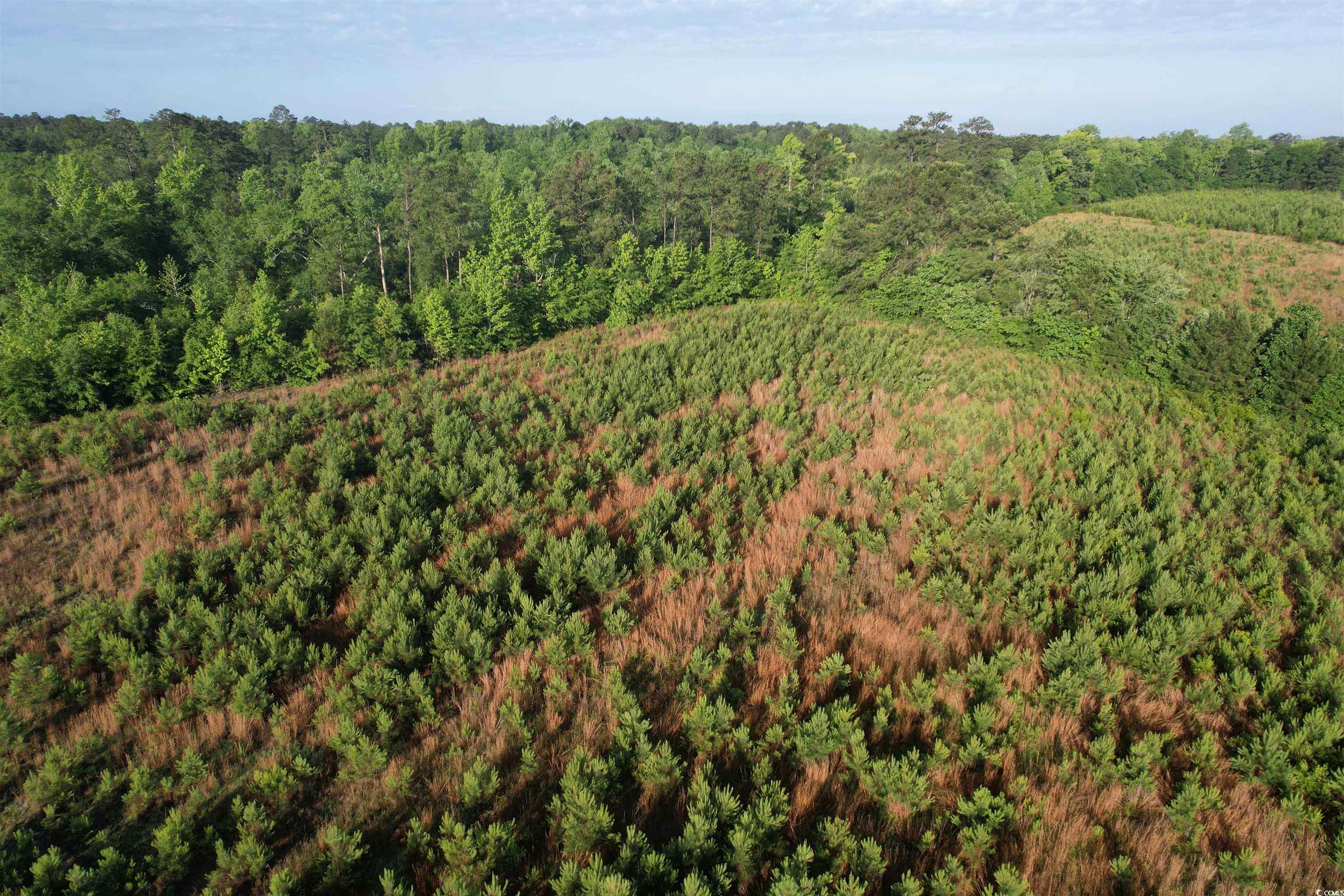 5 Acres Lot 2 Old Pee Dee Rd. Property Photo 3