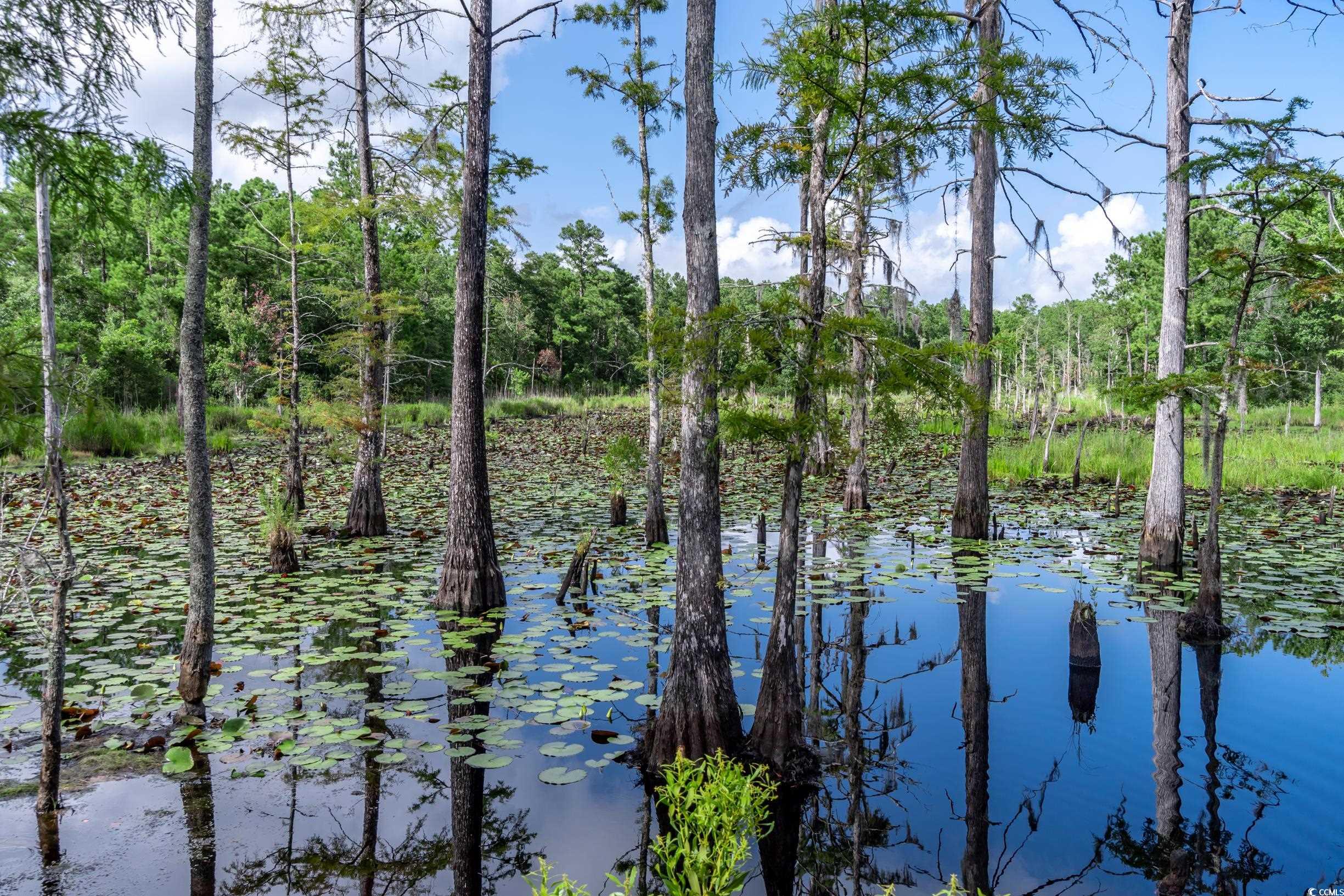 58 Pineberry Dr. Property Photo 17