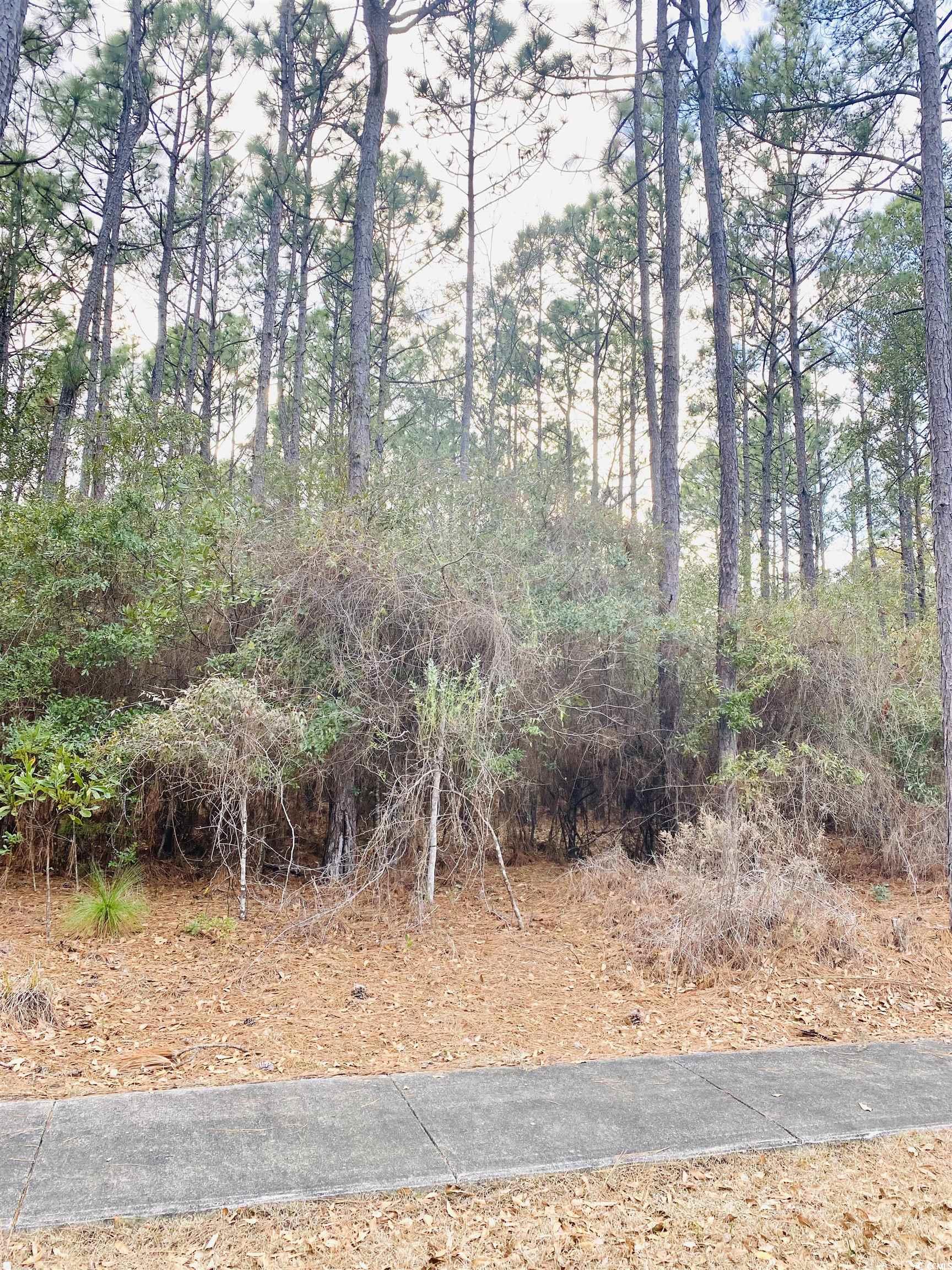 58 Pineberry Dr. Property Photo 19