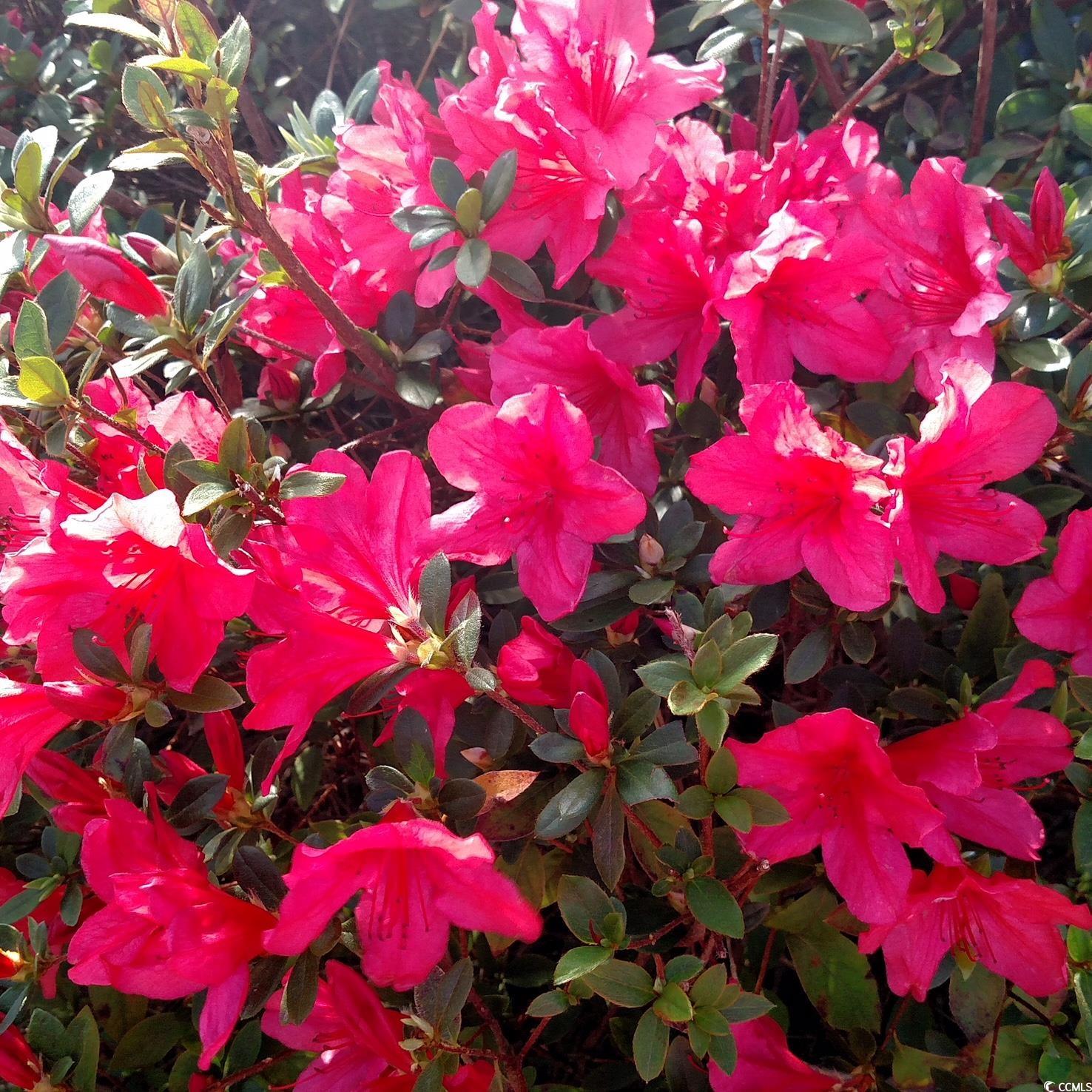 58 Pineberry Dr. Property Photo 30