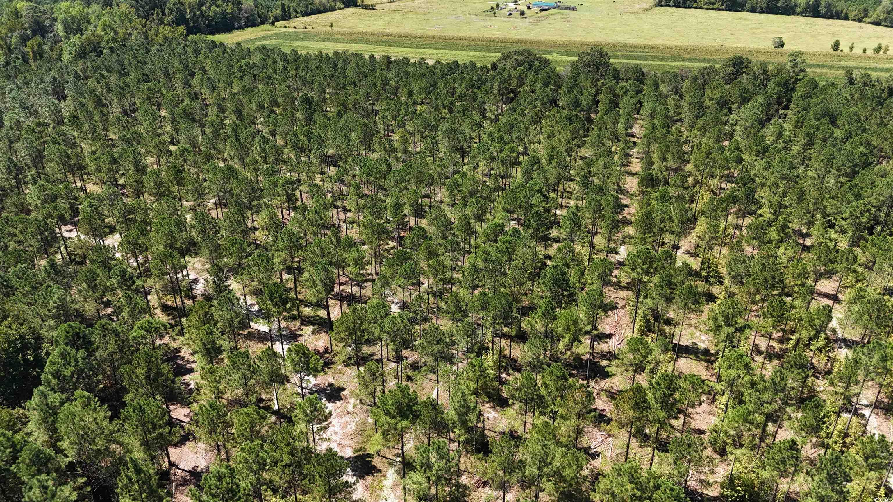 Tbd Highway 19 Property Photo 14