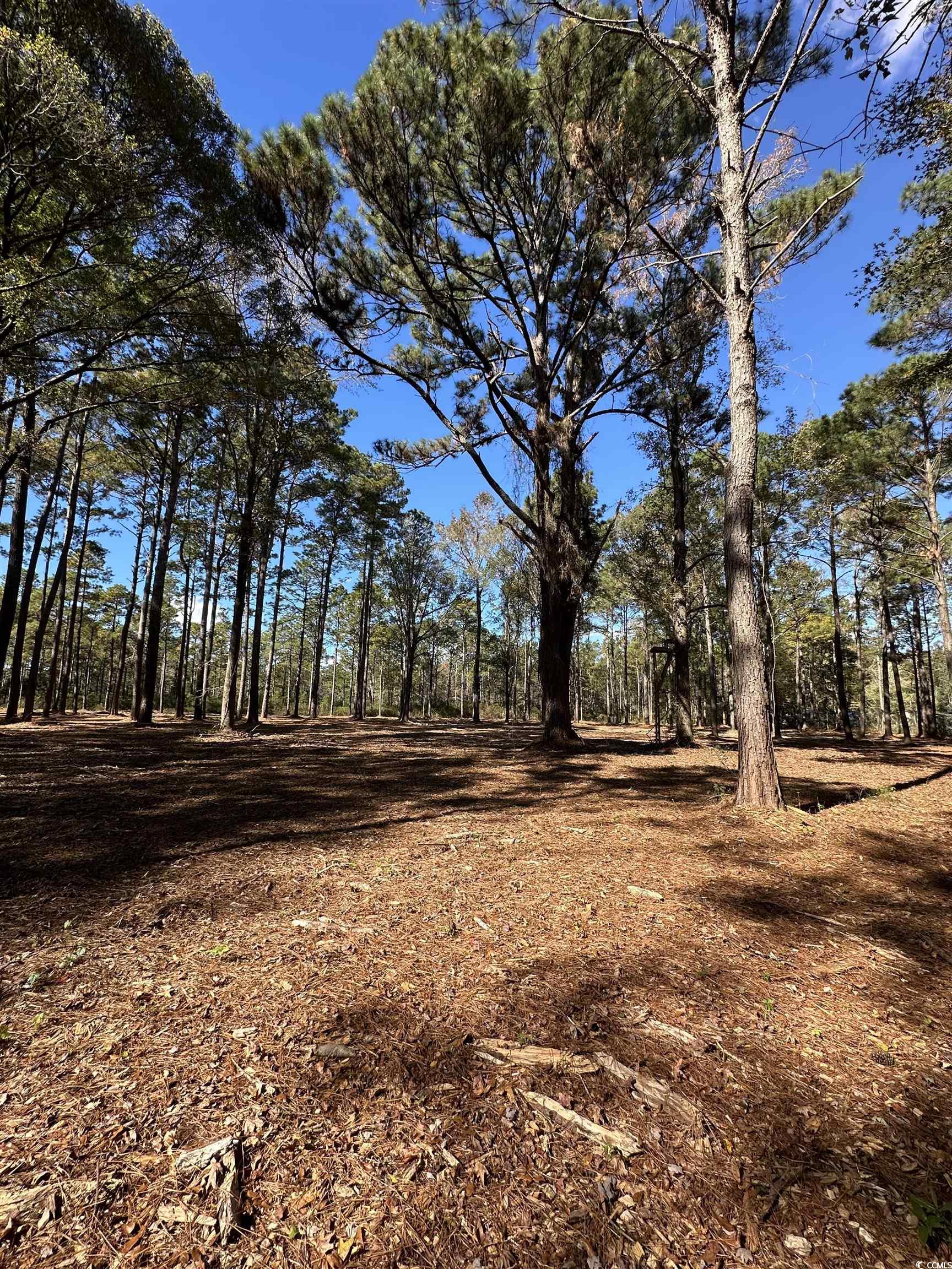 Tbd Highway 707 Property Photo 4