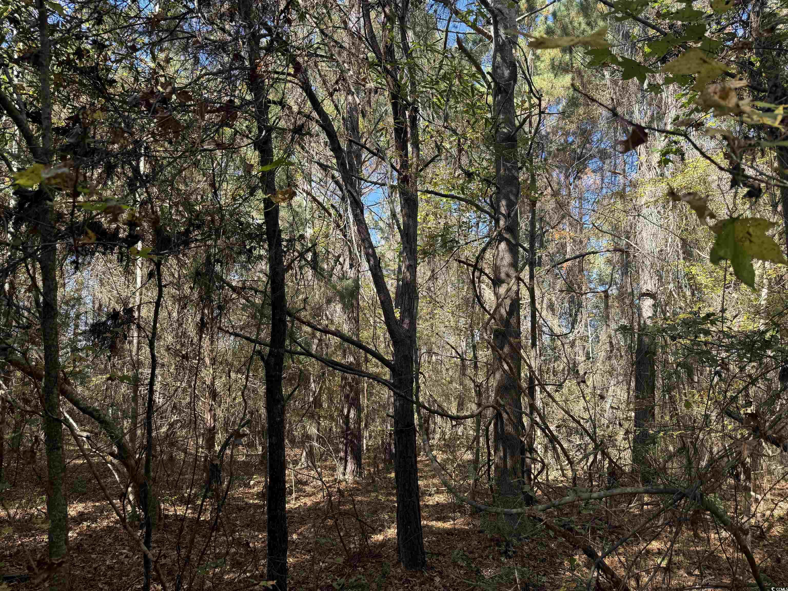 793 Puncheon Creek Dr. Property Photo 4
