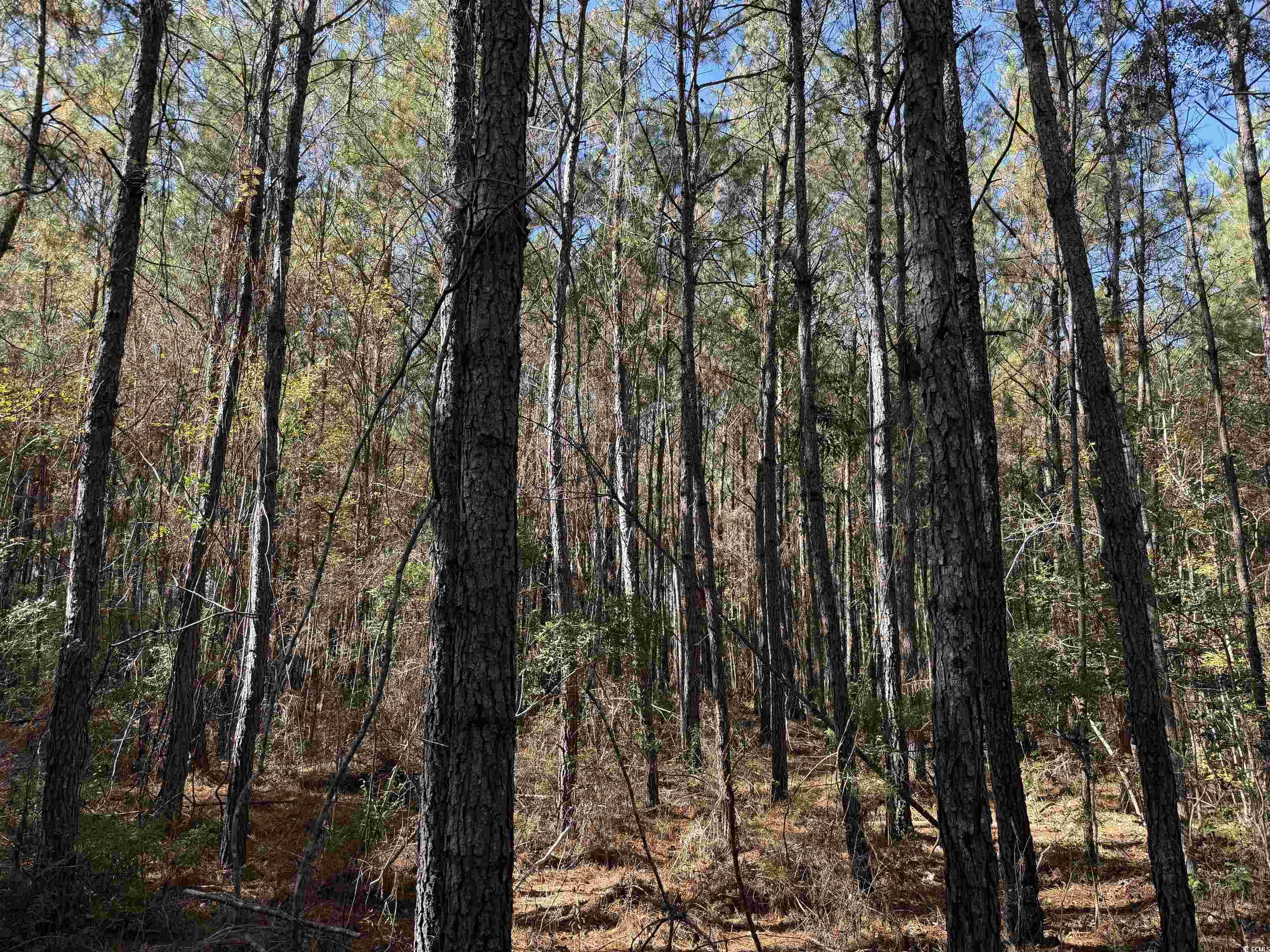 793 Puncheon Creek Dr. Property Photo 8