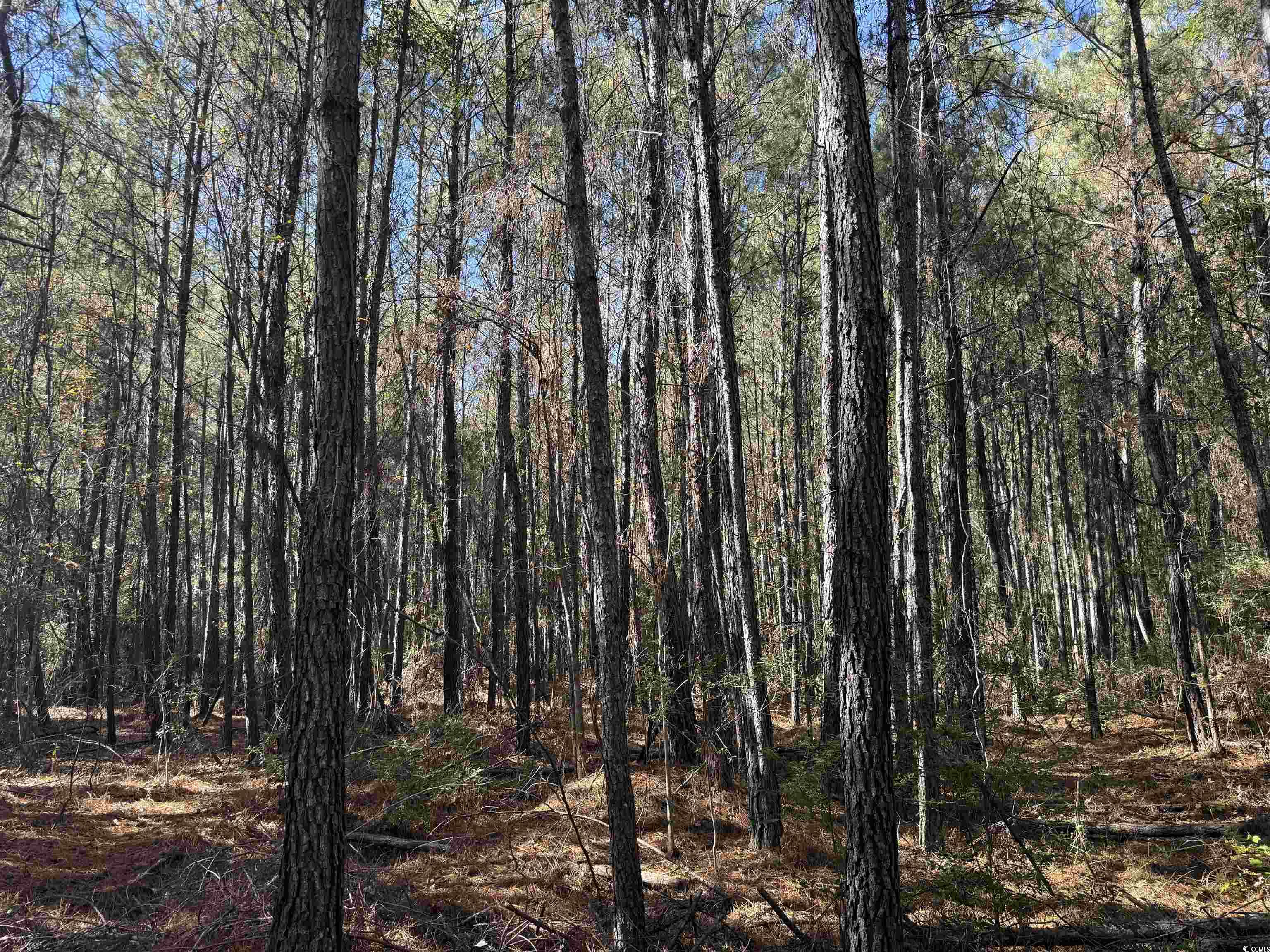 793 Puncheon Creek Dr. Property Photo 9