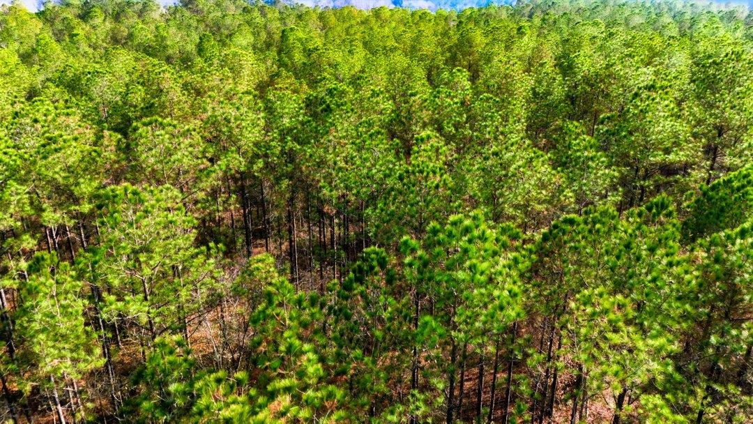 Acreage Highway 45 Property Photo 14