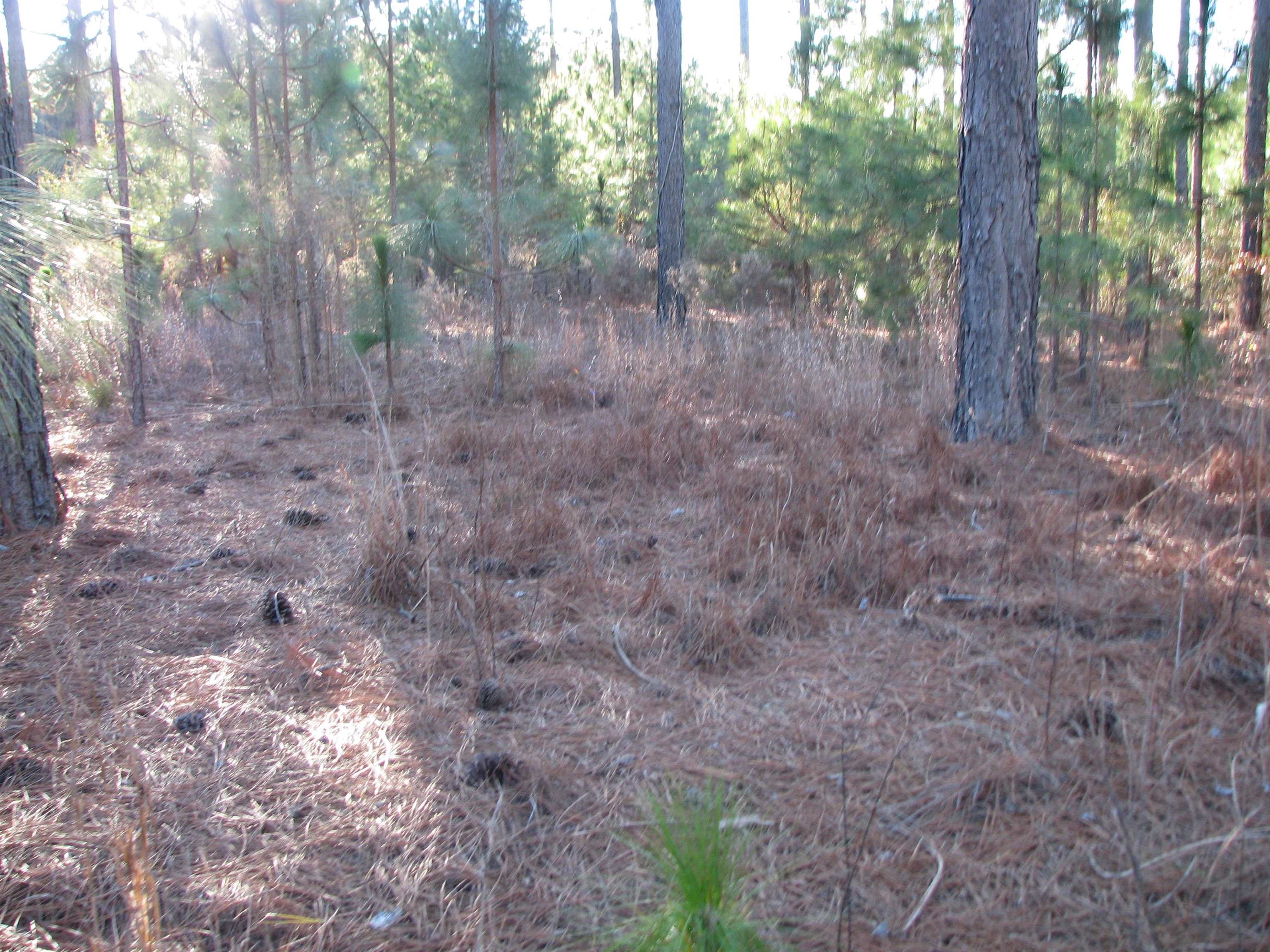 0 Gully Branch Rd. Property Photo 2