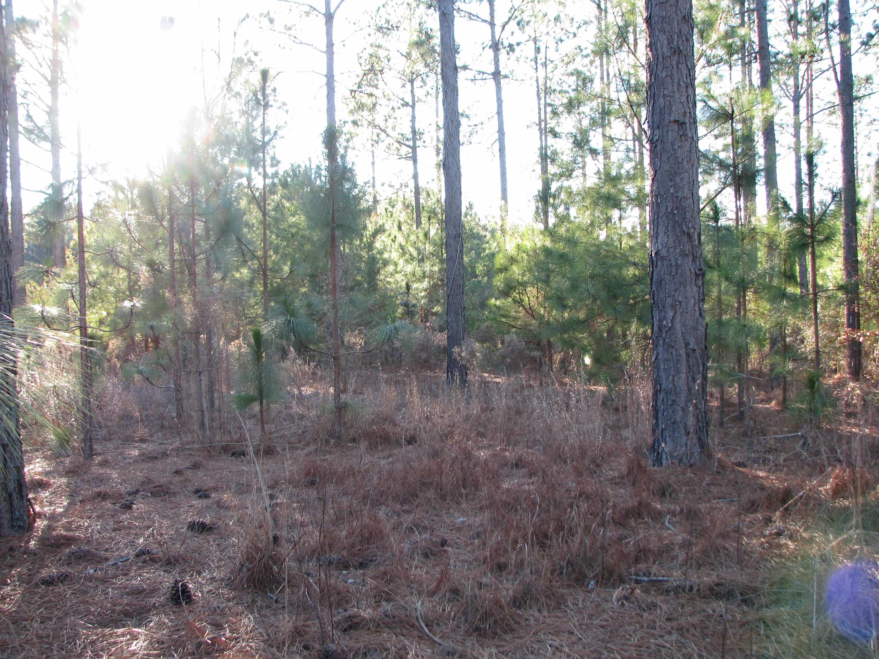 0 Gully Branch Rd. Property Photo 3