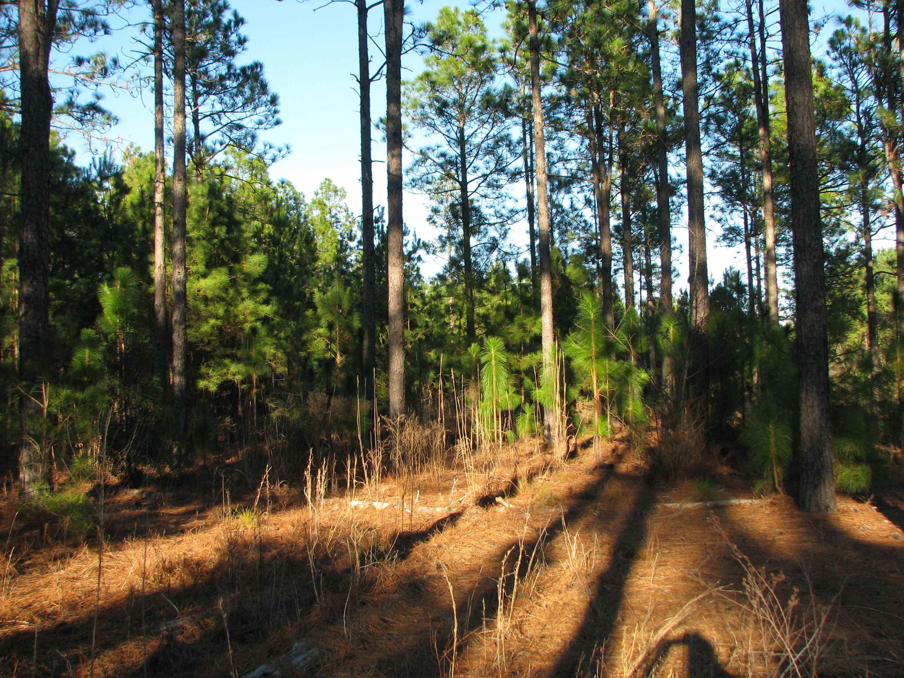 0 Gully Branch Rd. Property Photo 4