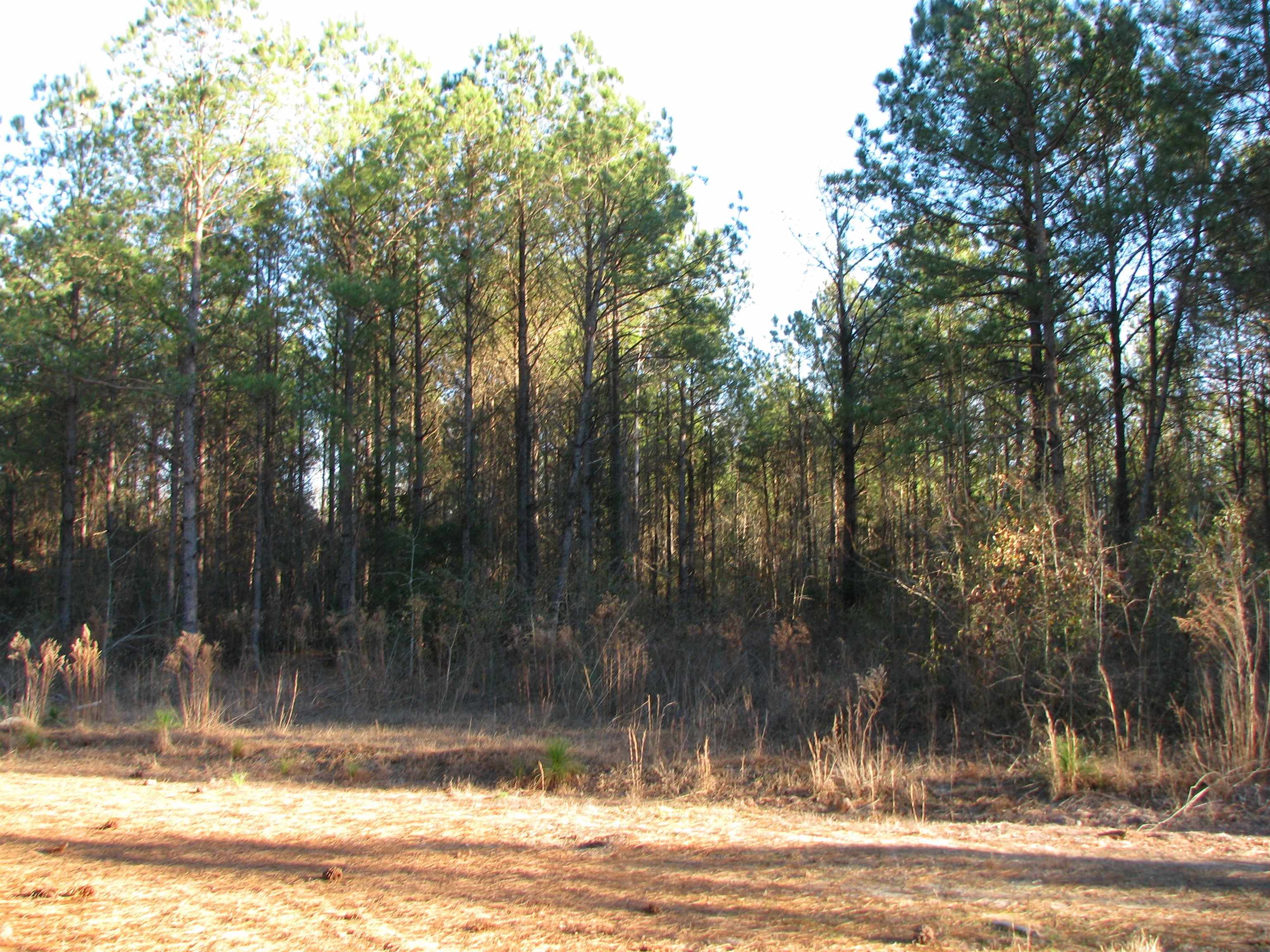 0 Gully Branch Rd. Property Photo 5