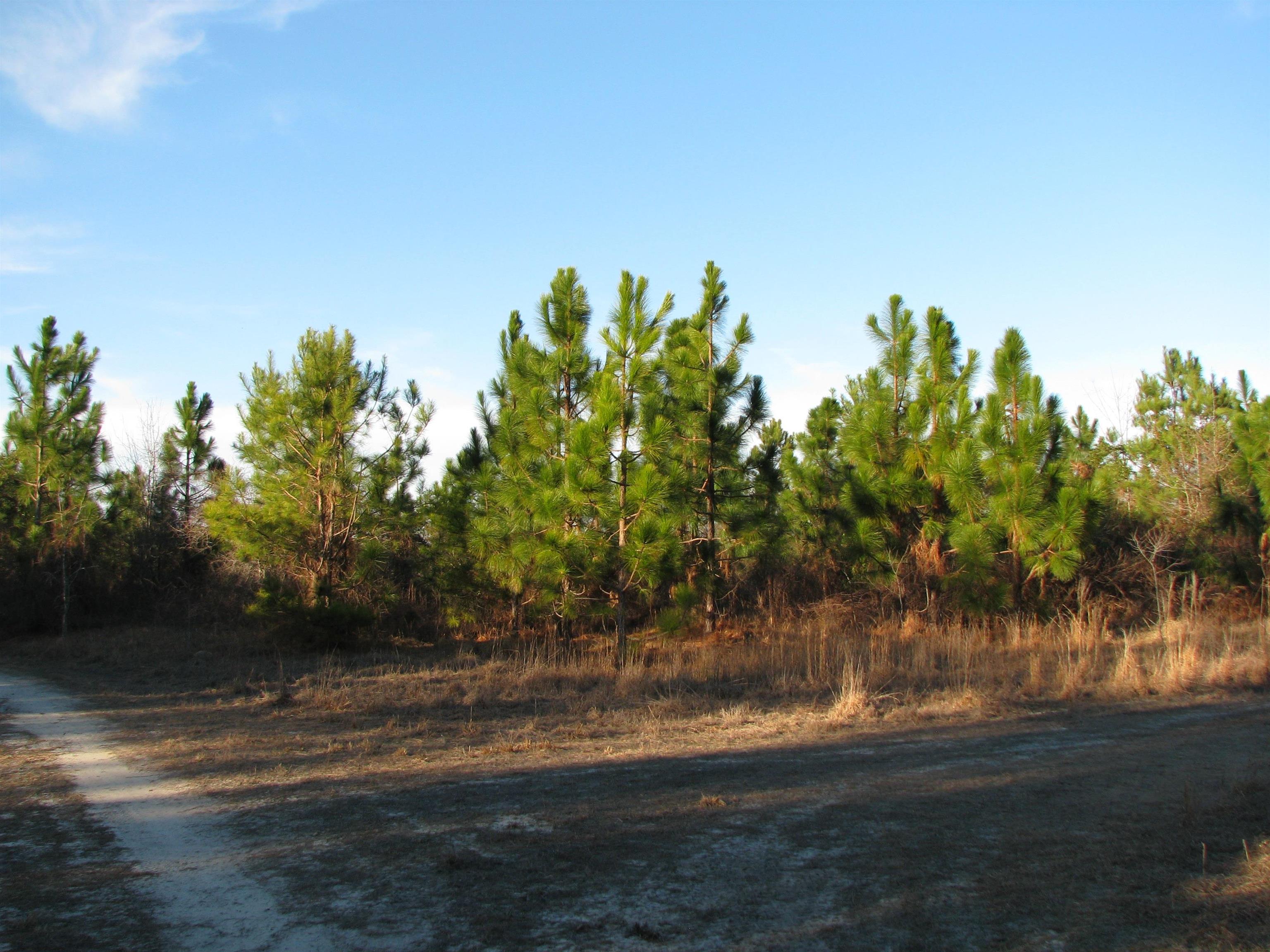 0 Gully Branch Rd. Property Photo 10