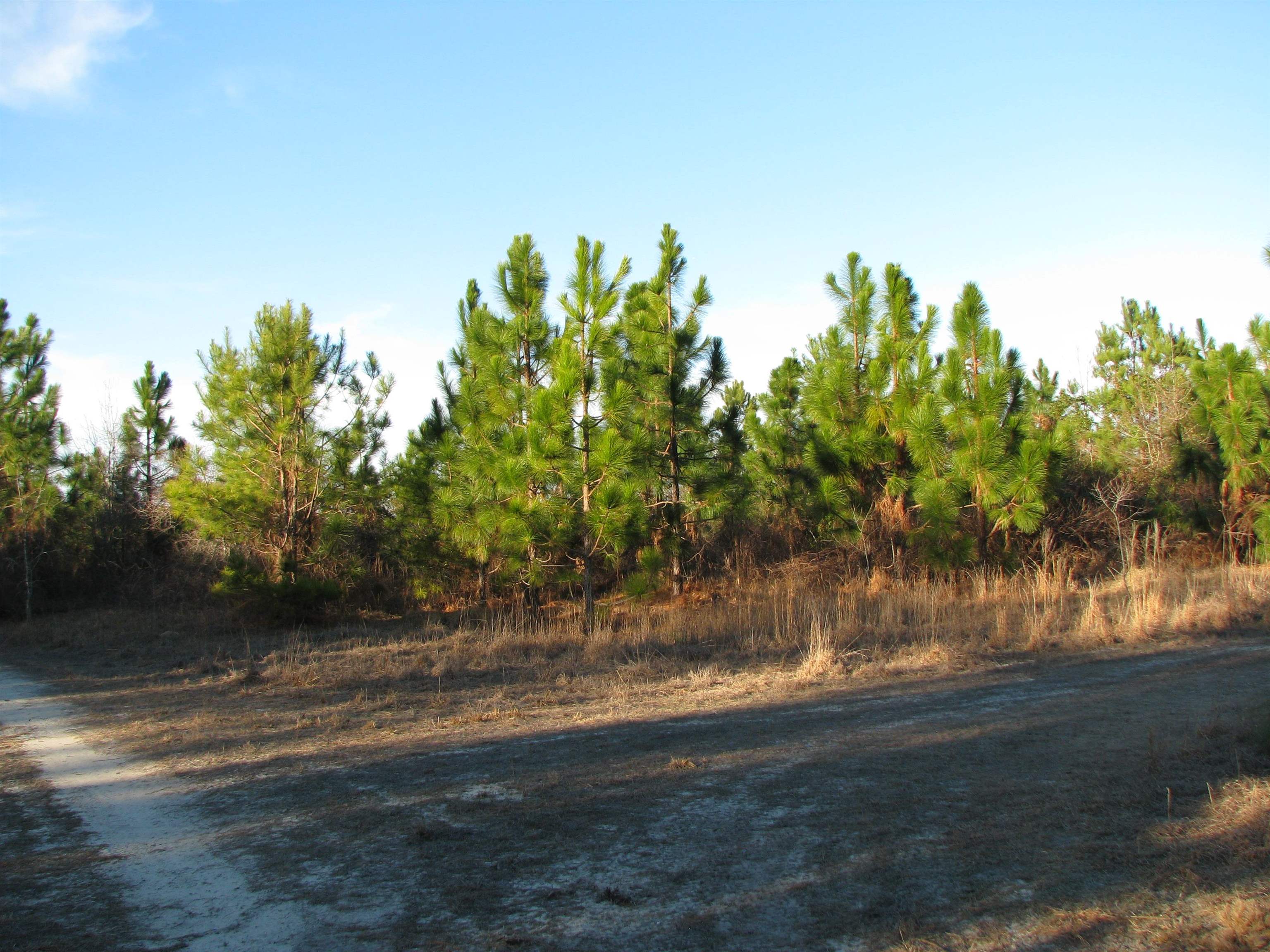 0 Gully Branch Rd. Property Photo 11