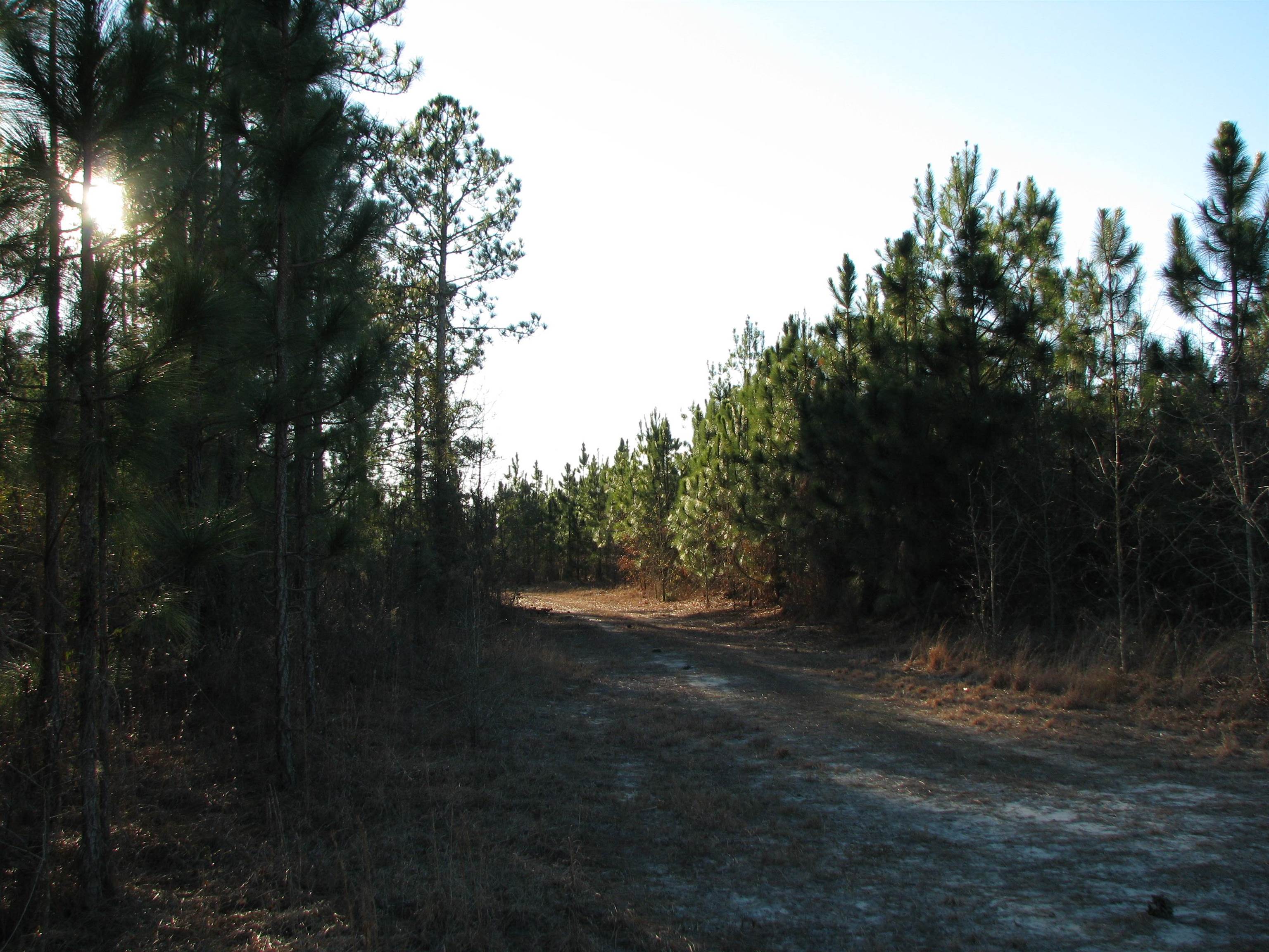 0 Gully Branch Rd. Property Photo 12