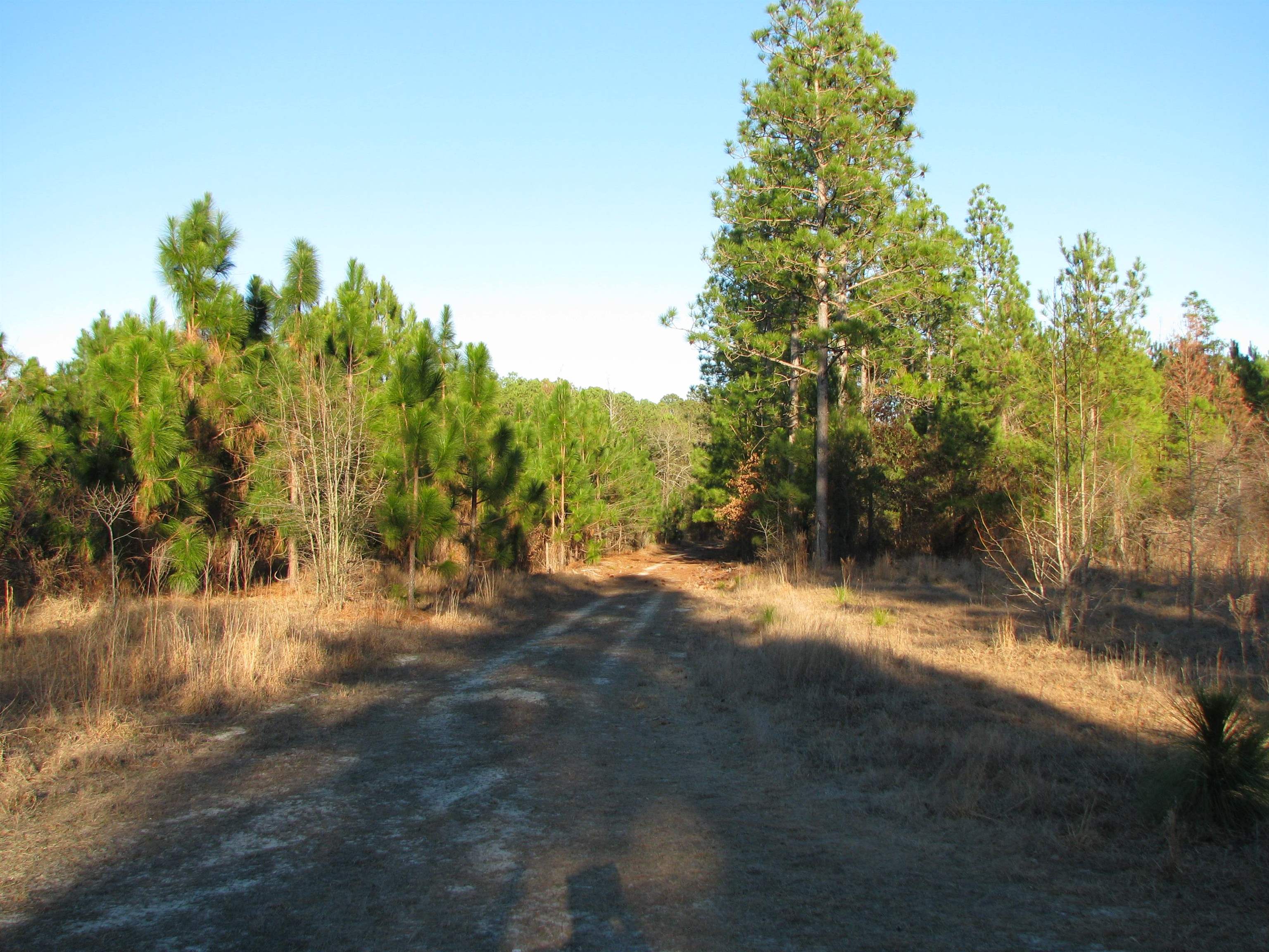 0 Gully Branch Rd. Property Photo 13