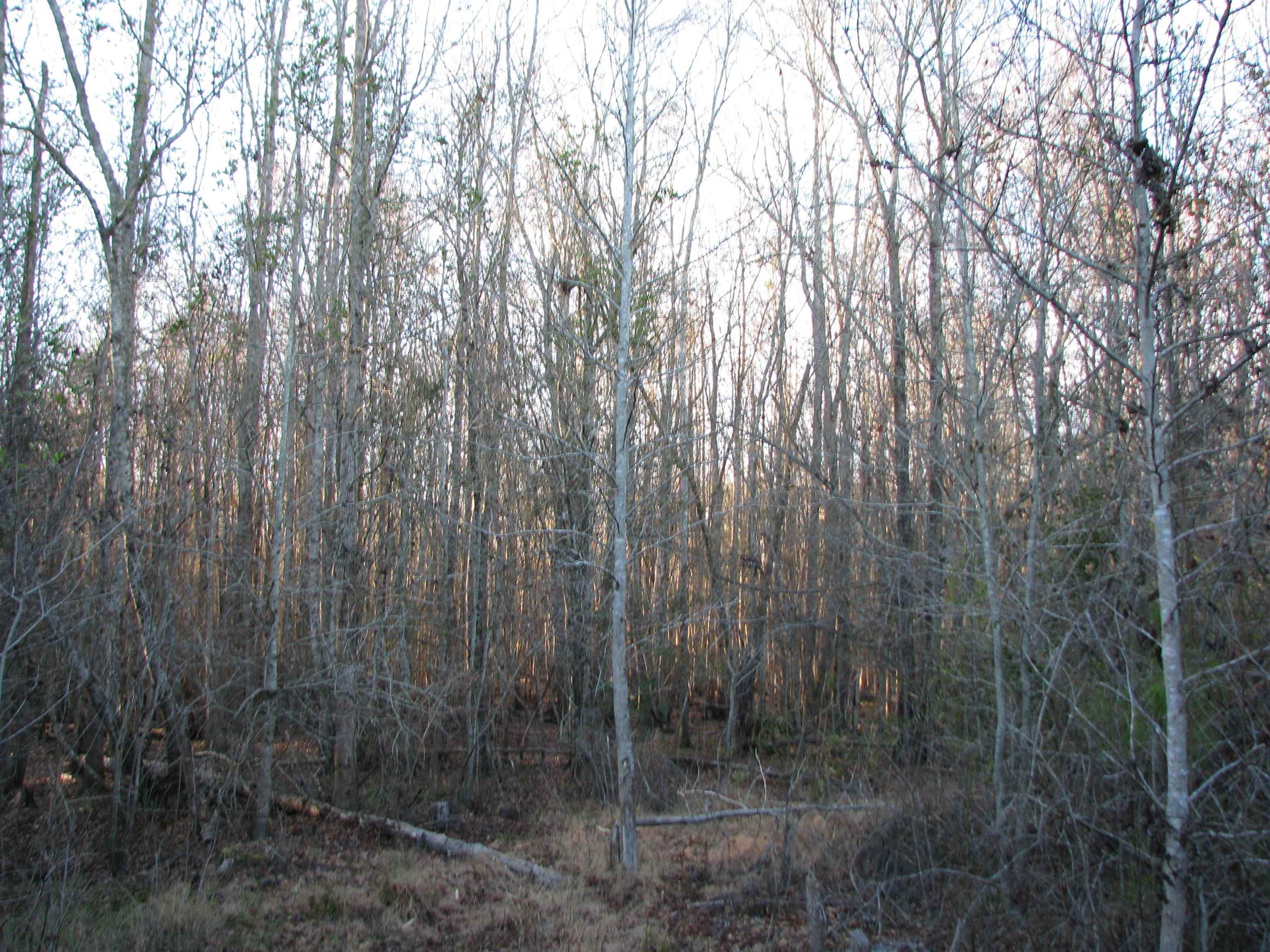 0 Gully Branch Rd. Property Photo 17