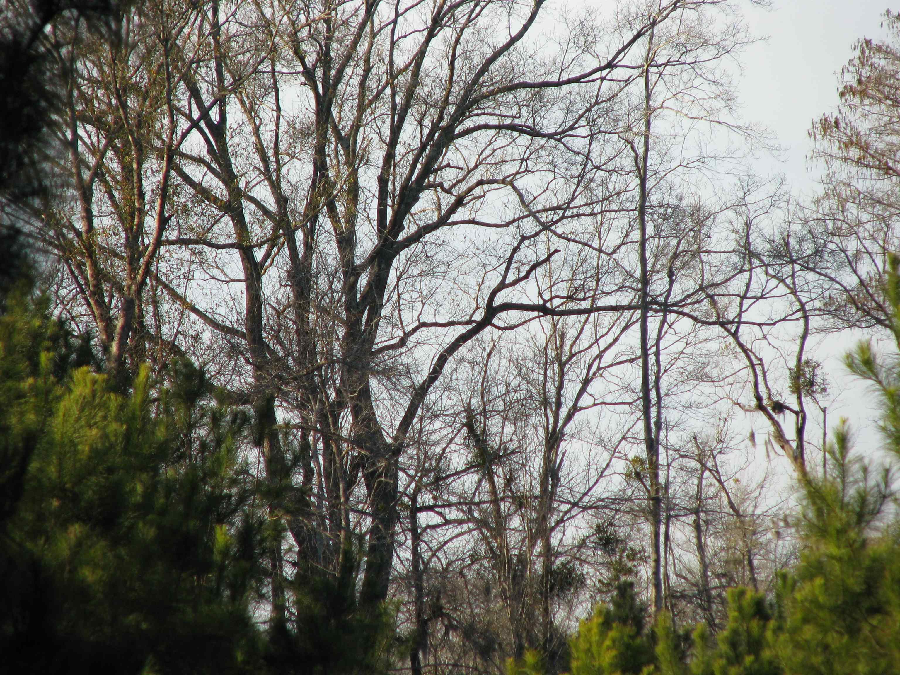 0 Gully Branch Rd. Property Photo 19