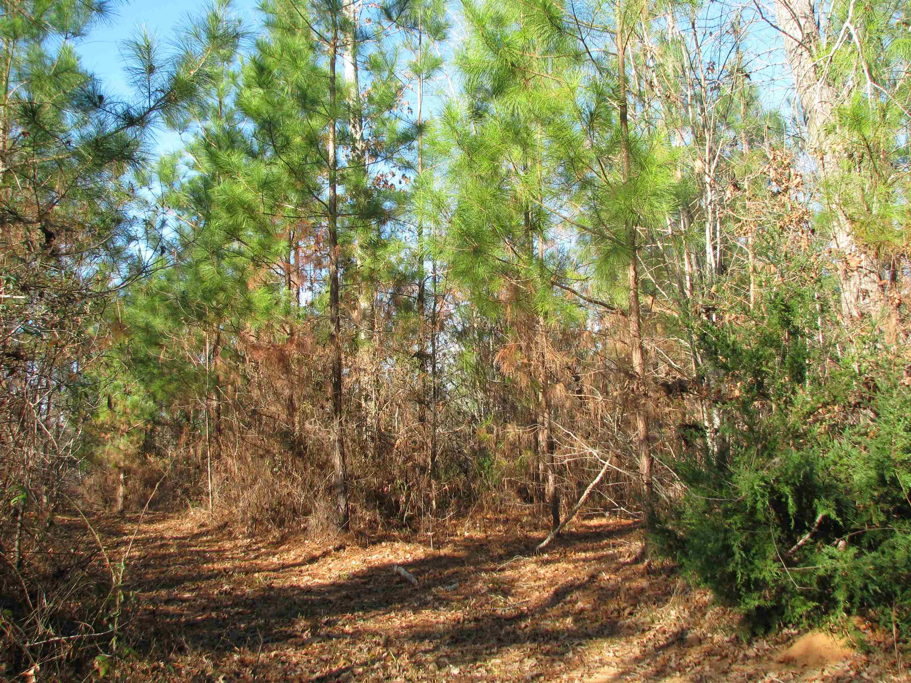 0 Buckhead Rd. Property Photo 19