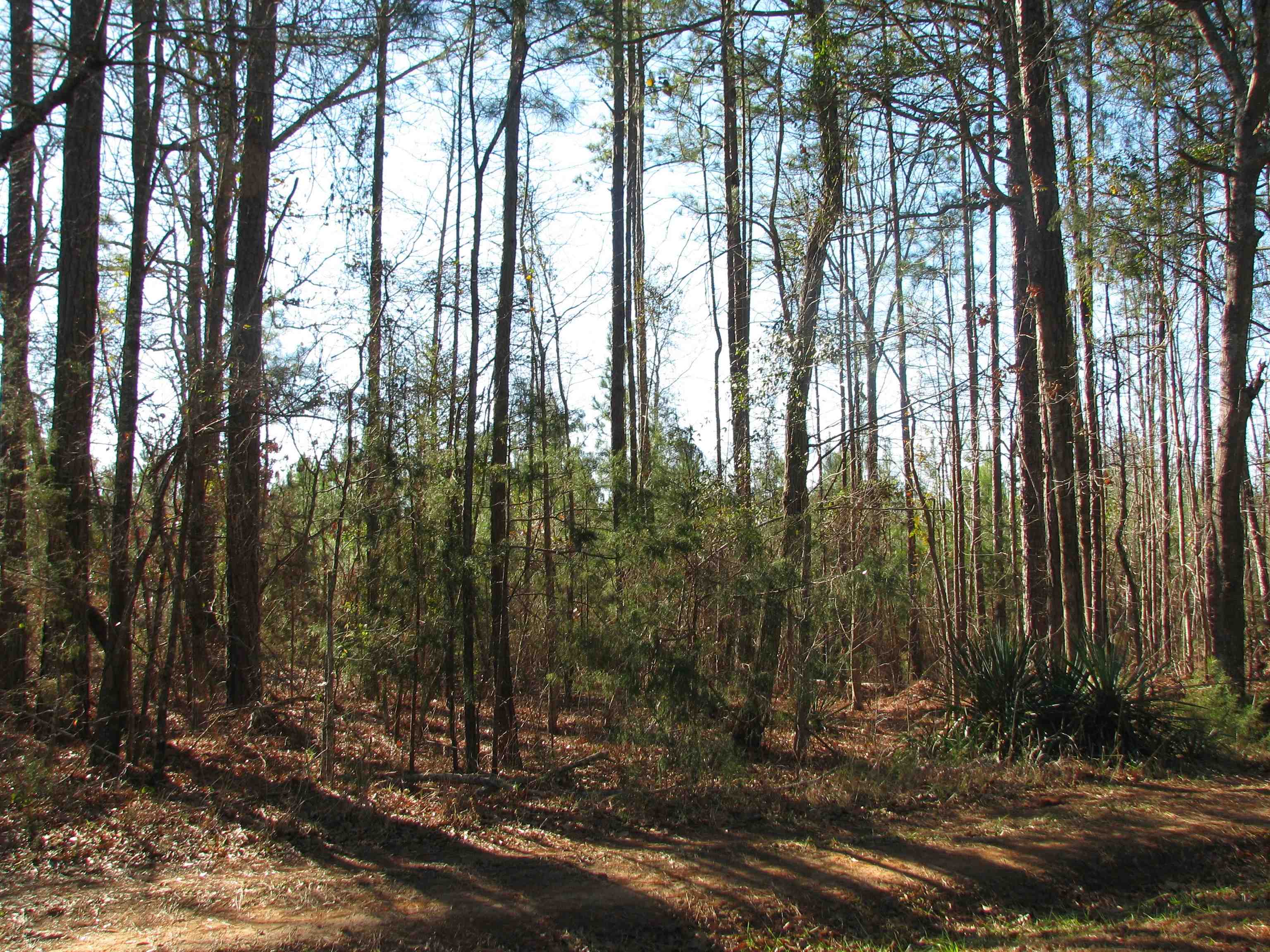 0 Buckhead Rd. Property Photo 25