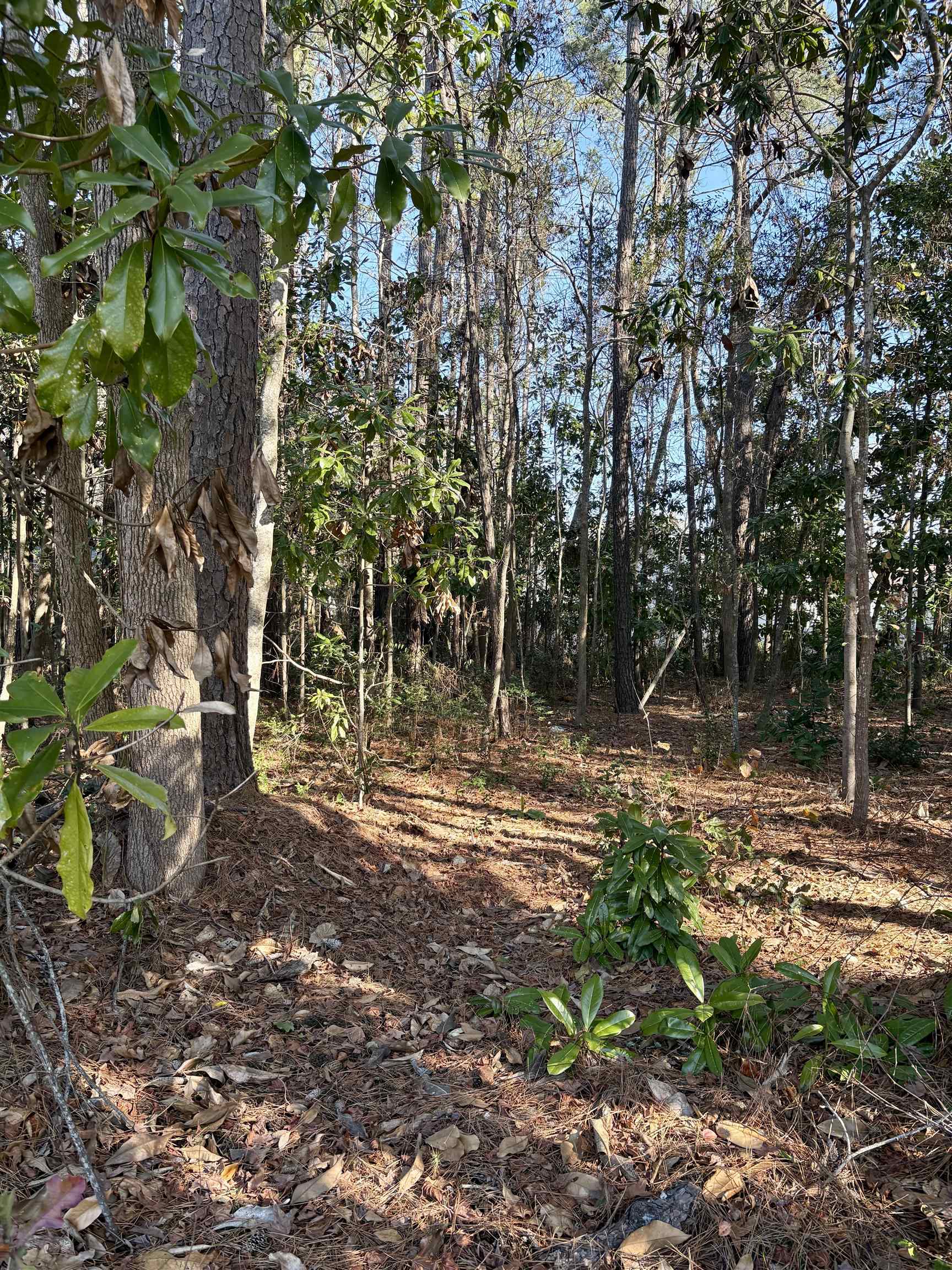 Tbd Mineola Ave. Property Photo 8