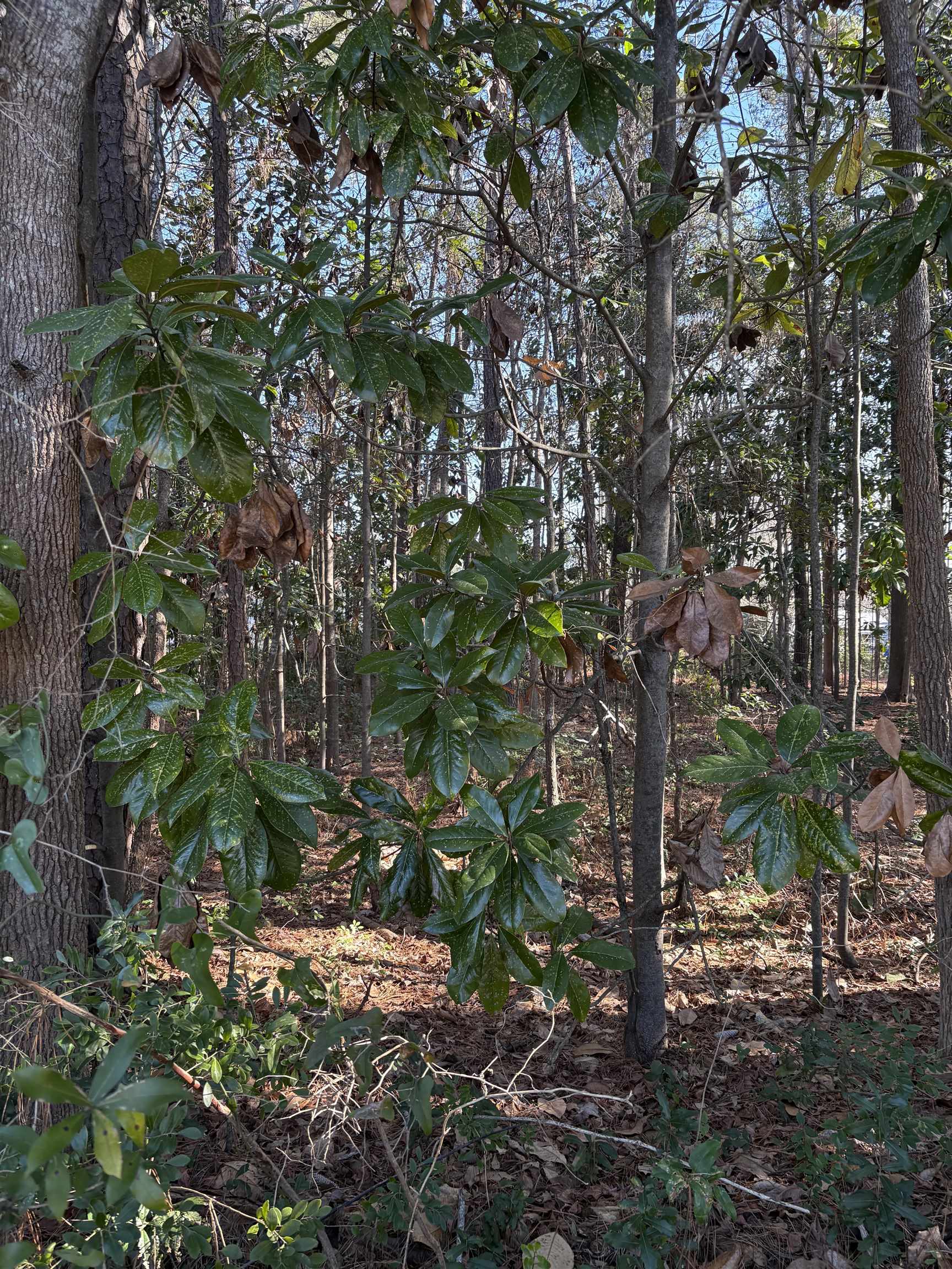 Tbd Mineola Ave. Property Photo 9