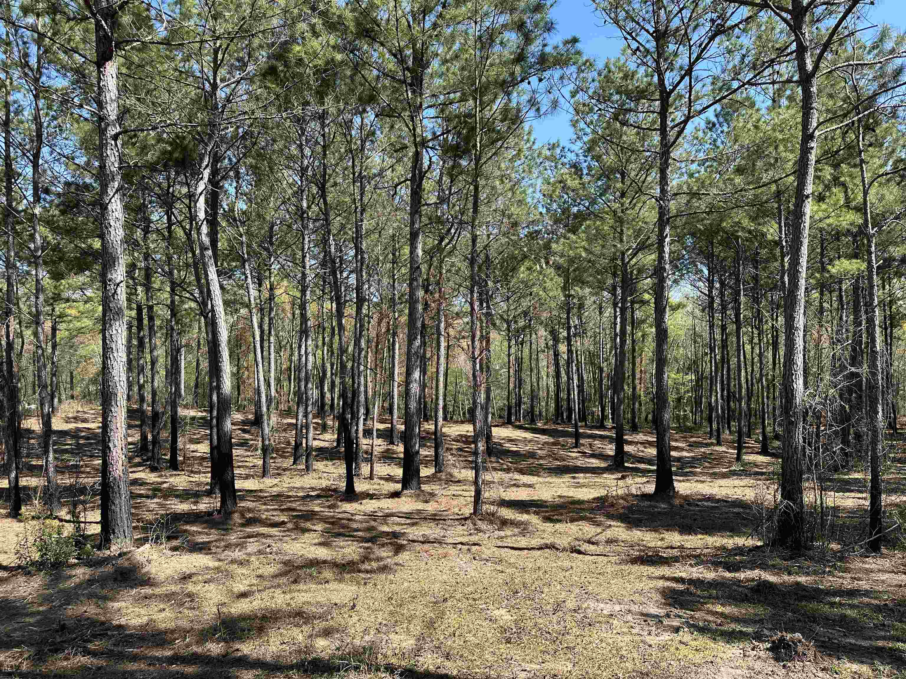 Lot 6 - Tbd Old Camp Ln. Property Photo 1