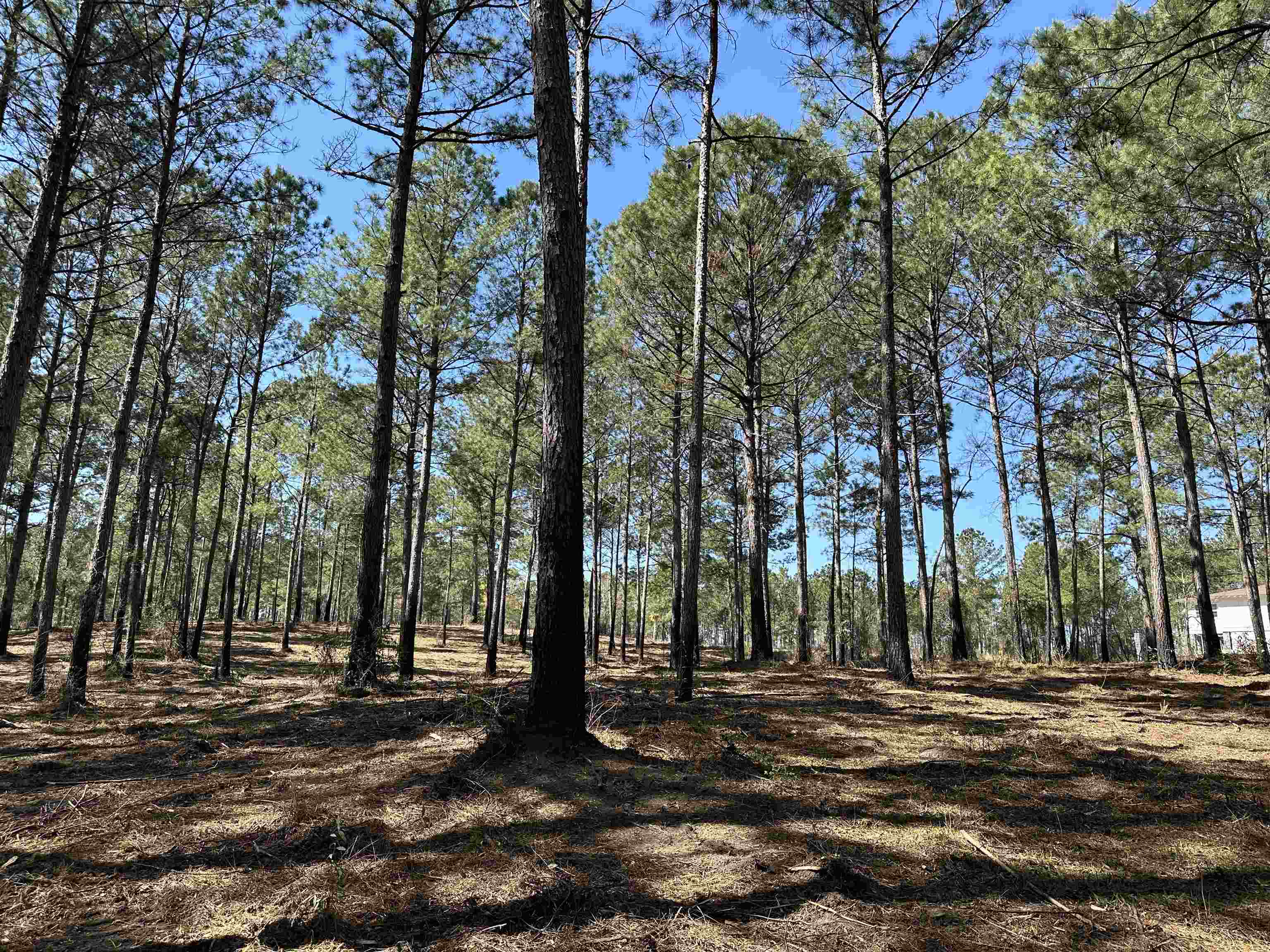 Lot 6 - Tbd Old Camp Ln. Property Photo 2