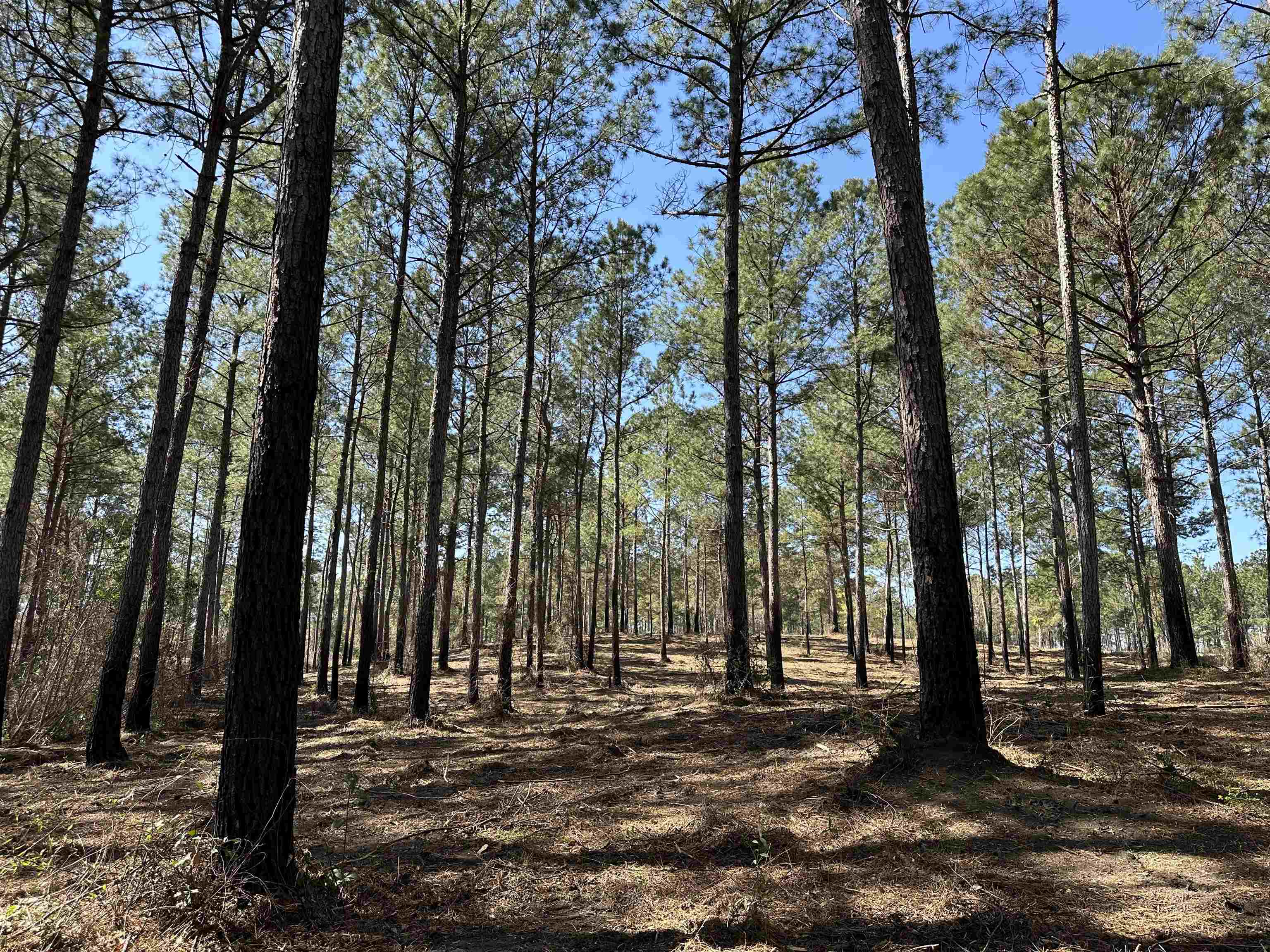 Lot 6 - Tbd Old Camp Ln. Property Photo 3