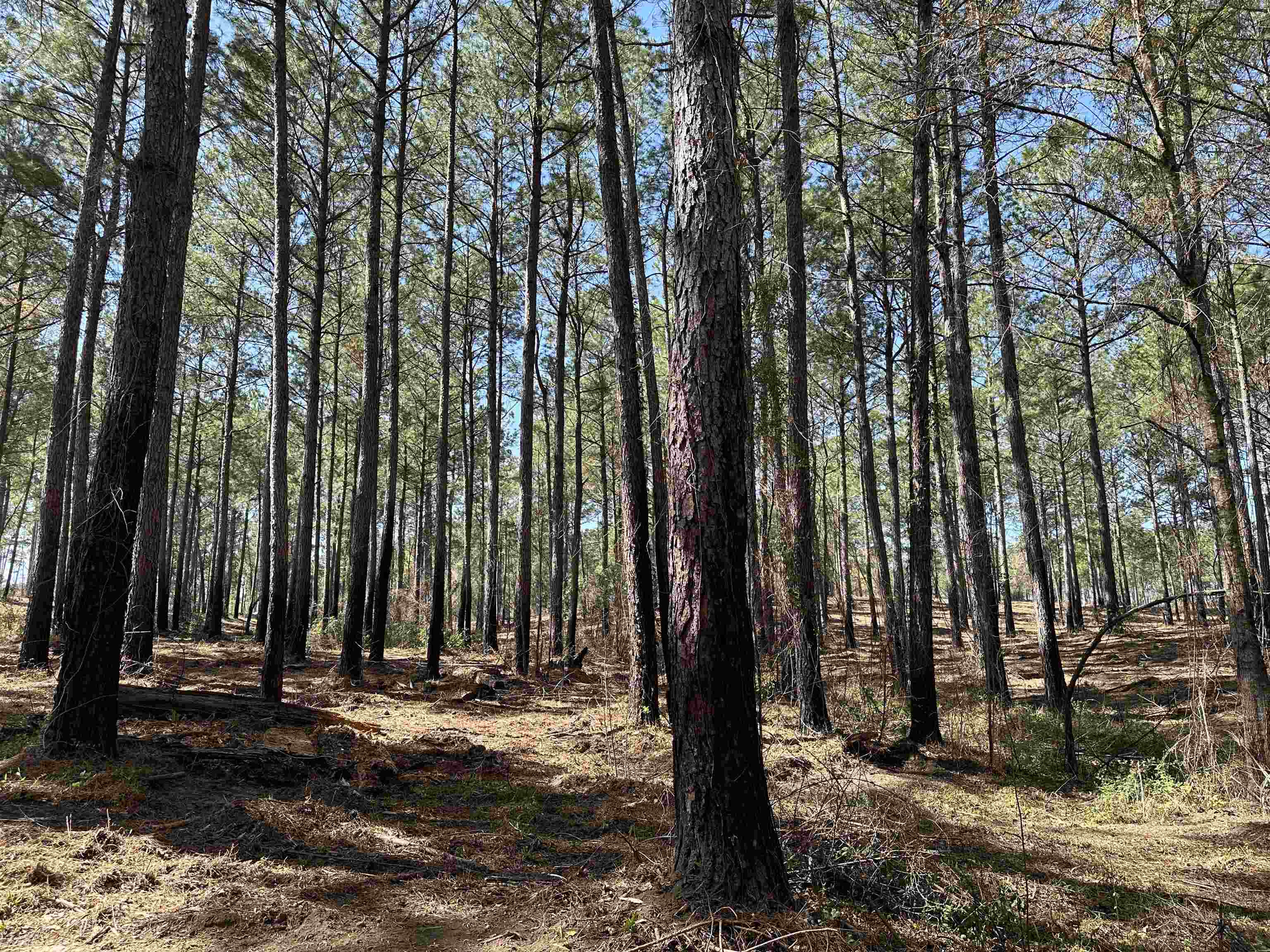 Lot 6 - Tbd Old Camp Ln. Property Photo 4