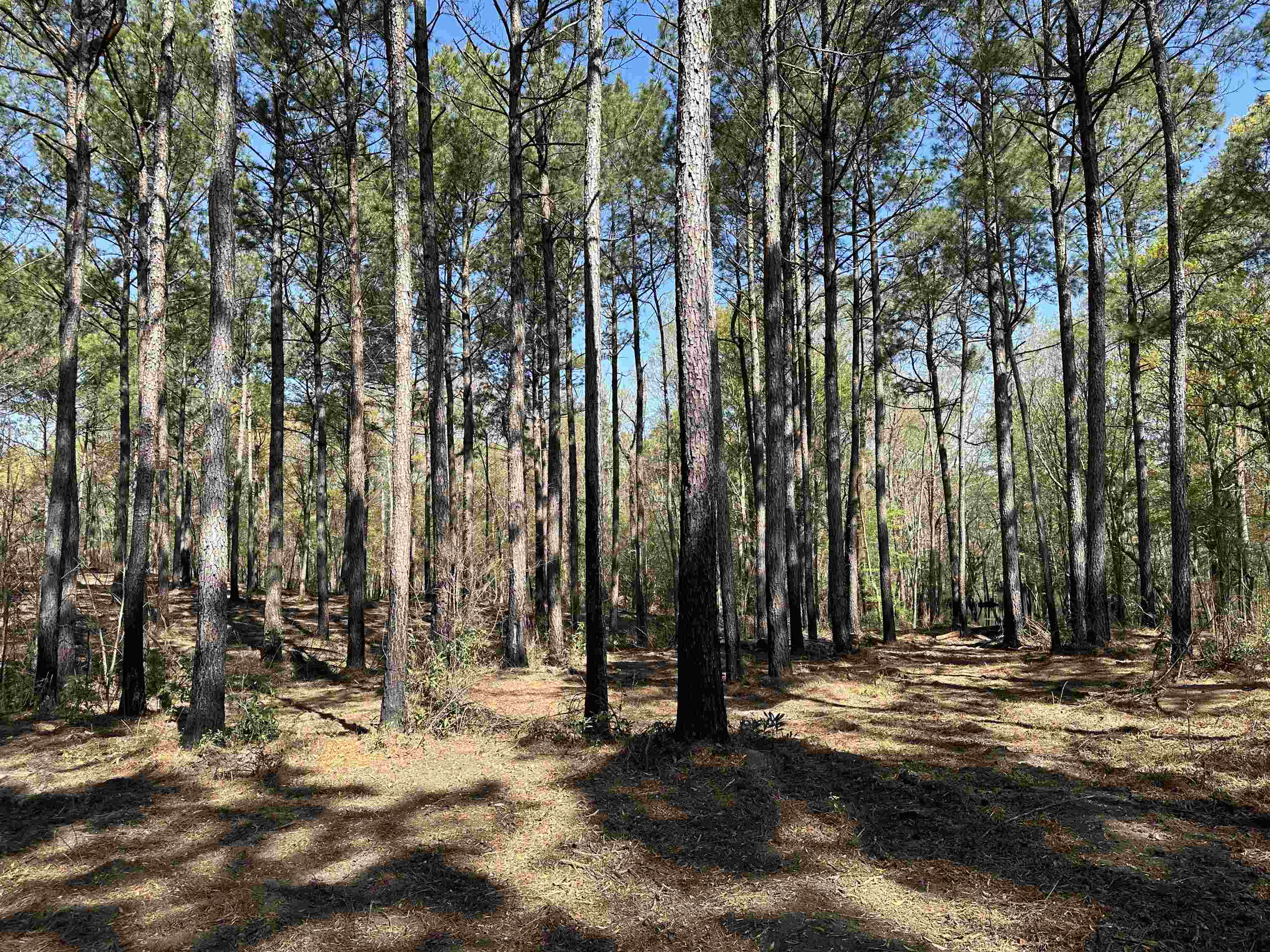 Lot 6 - Tbd Old Camp Ln. Property Photo 6