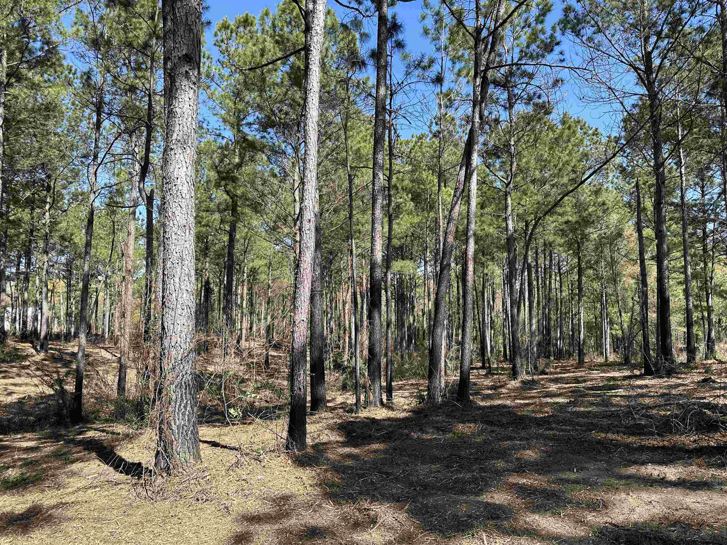 Lot 6 - Tbd Old Camp Ln. Property Photo 7