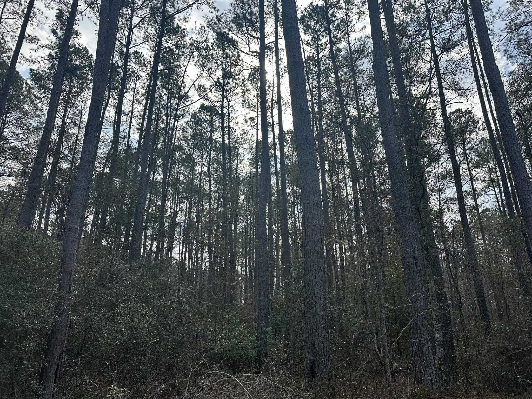 Tbd Hunters Chapel Rd Property Photo 26