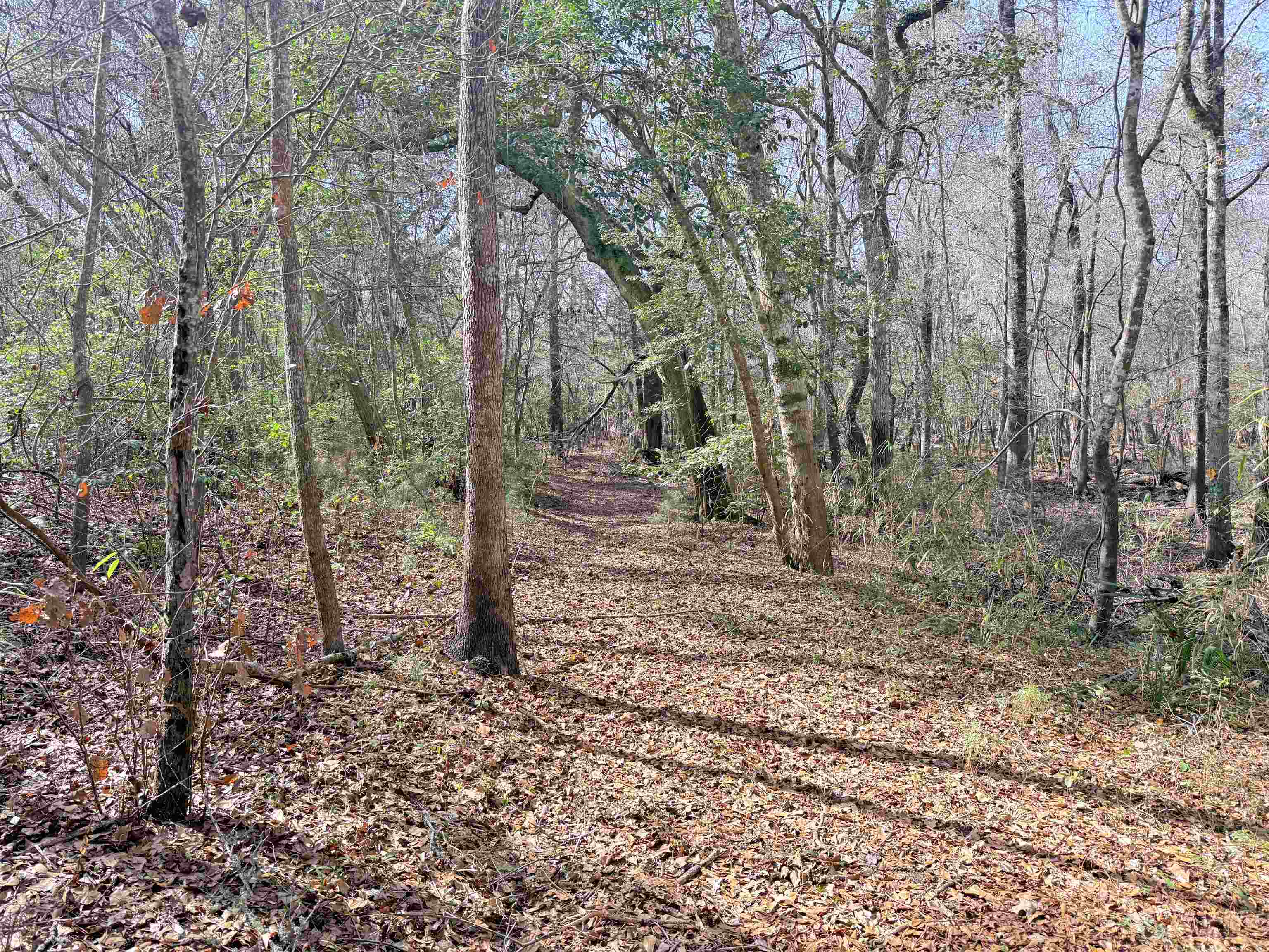 9.25 Acres Highway 9 Property Photo 14