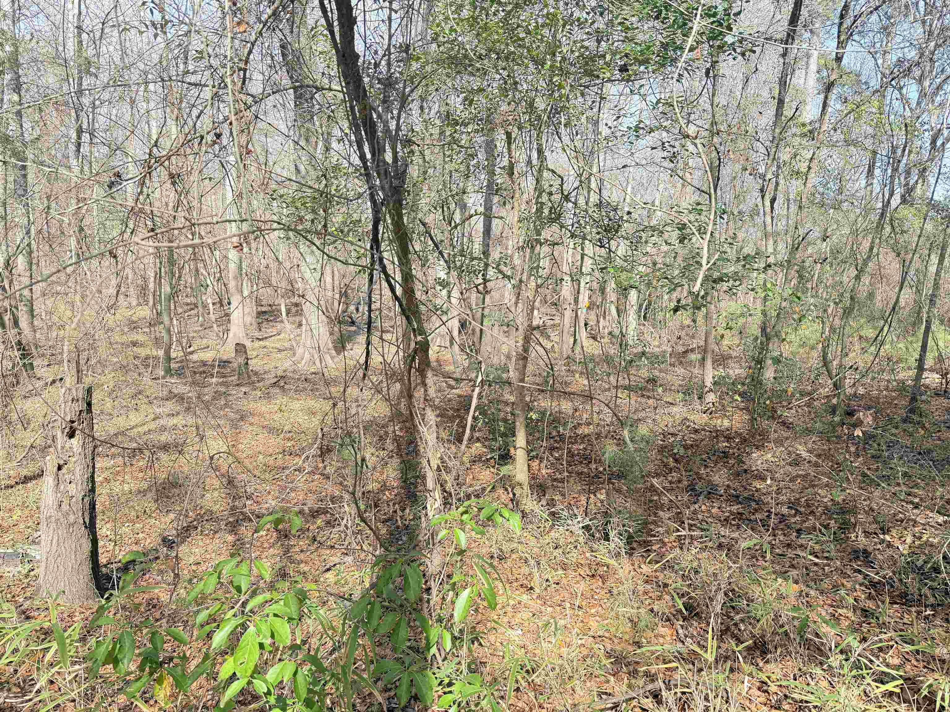 9.25 Acres Highway 9 Property Photo 15
