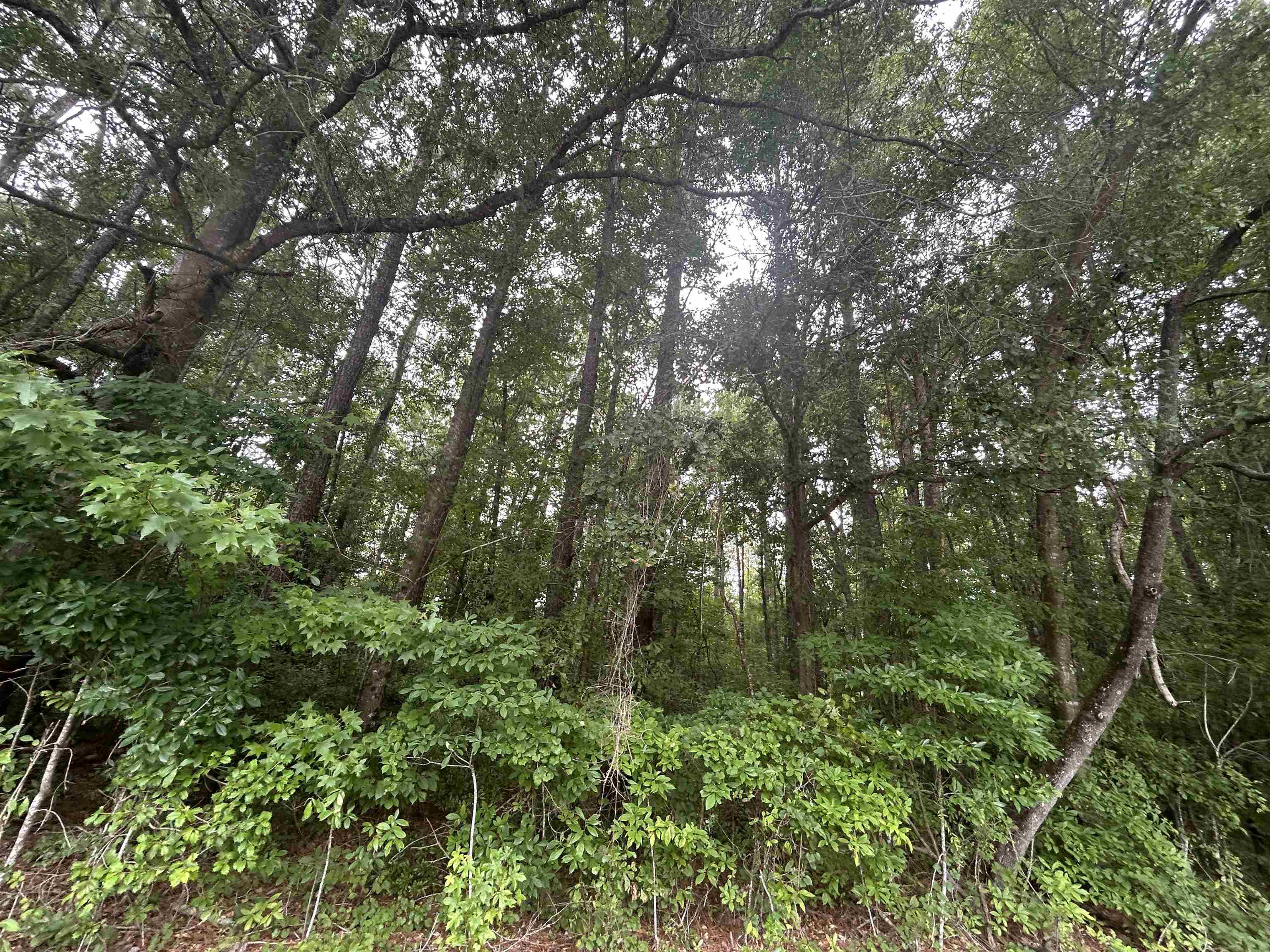 Tbd Johnson Rd. Property Photo 6