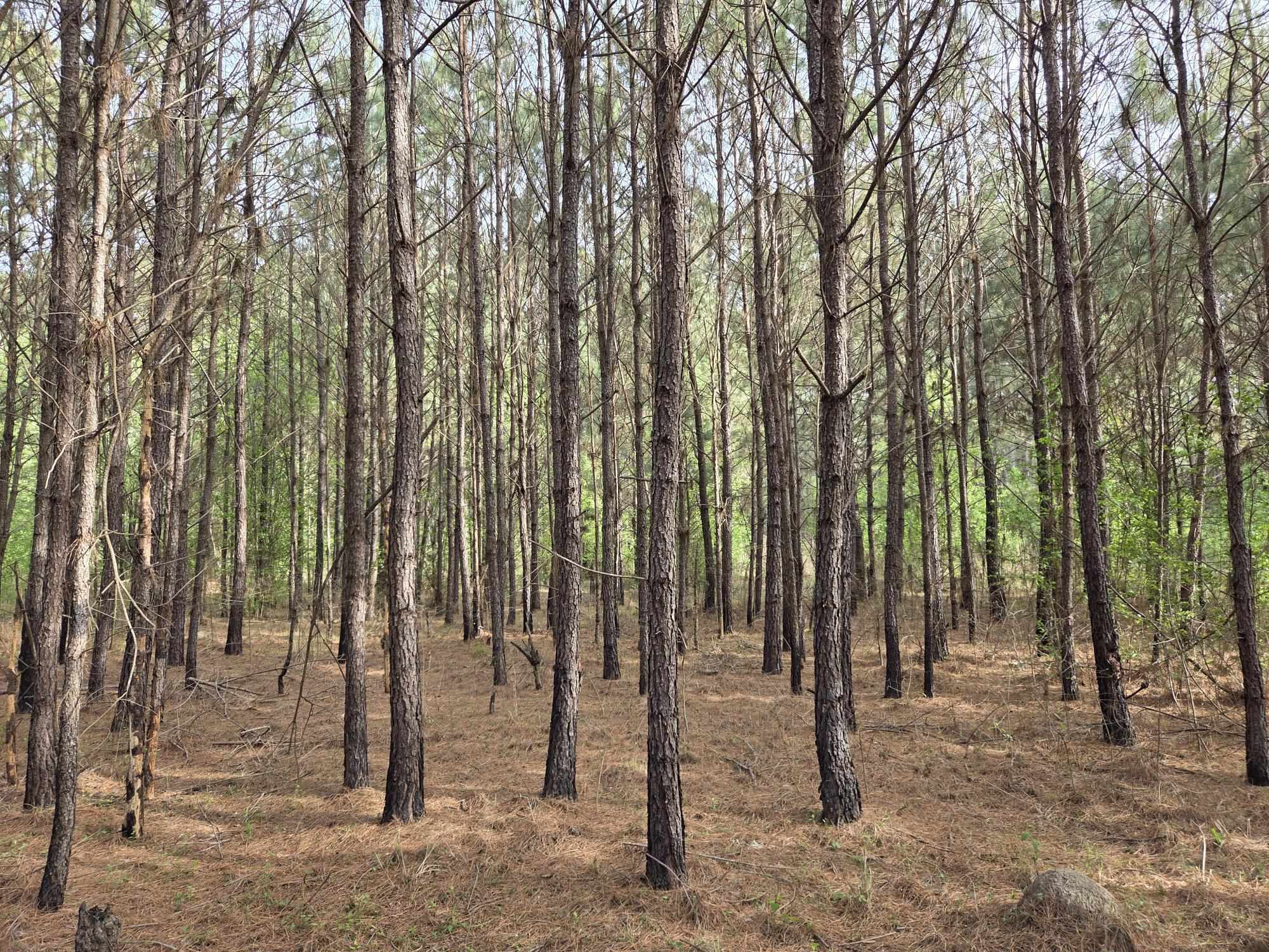 5328 County Line Rd. Property Photo 2