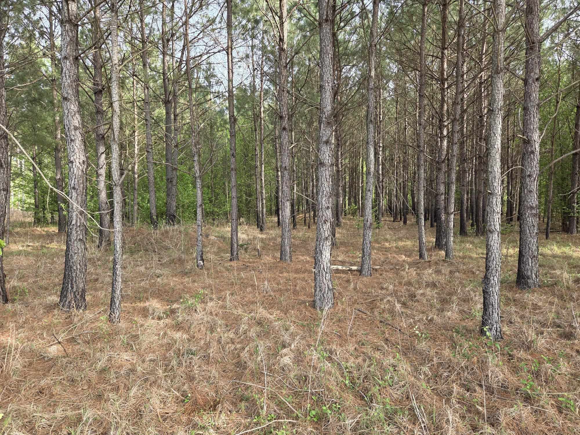5328 County Line Rd. Property Photo 3