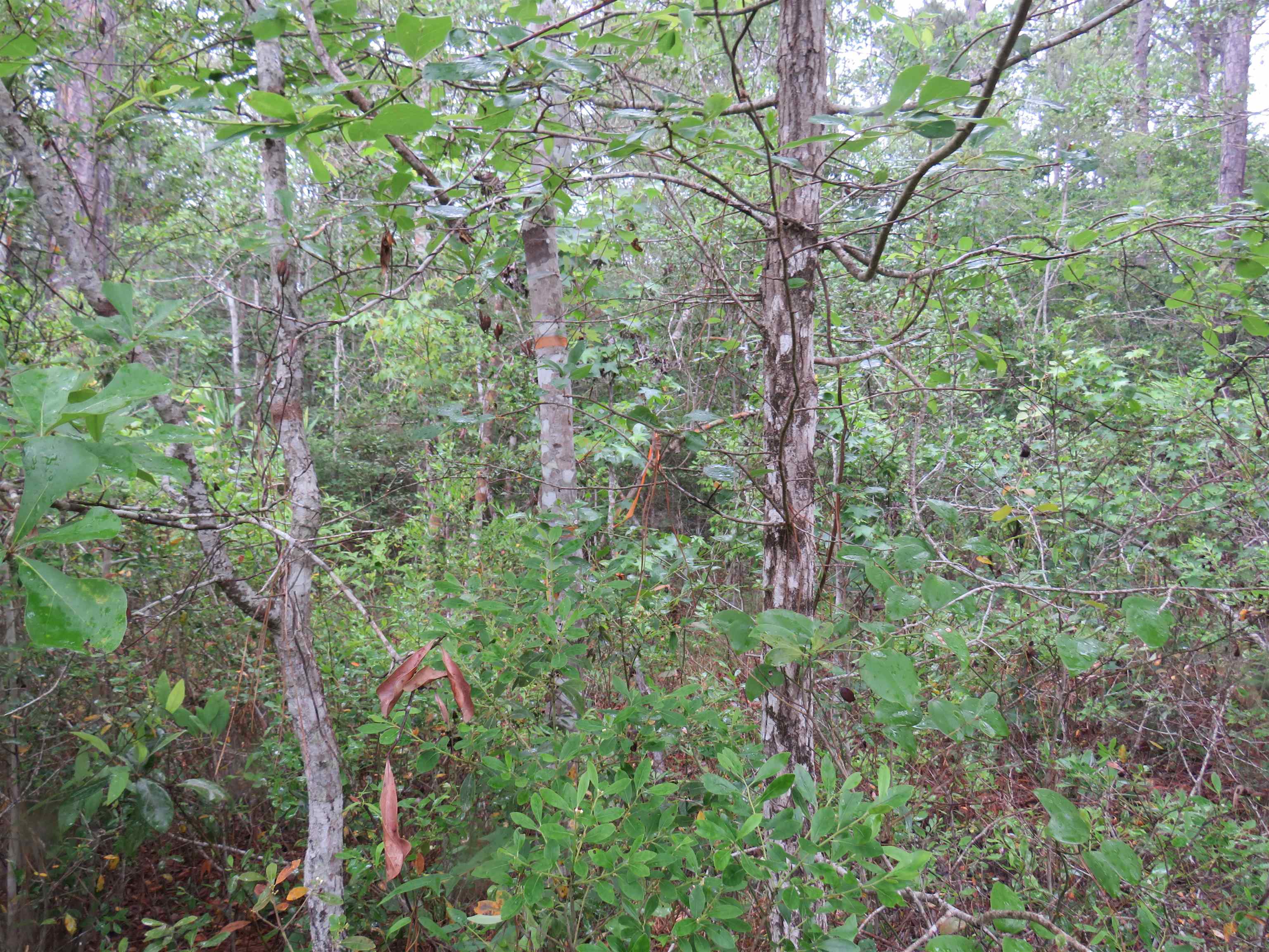 T.b.d. Finnell Rd. Property Photo 6