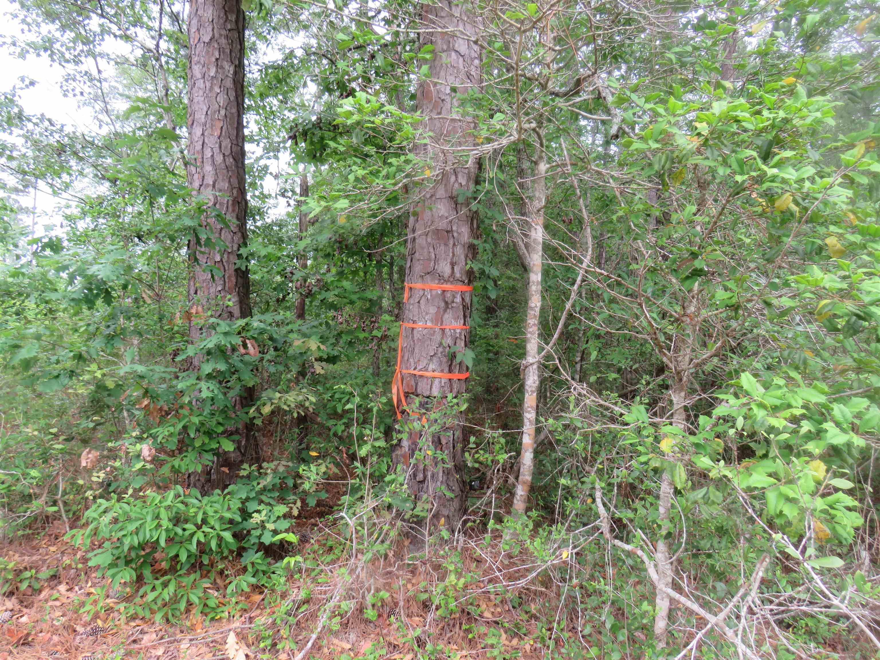 T.b.d. Finnell Rd. Property Photo 8