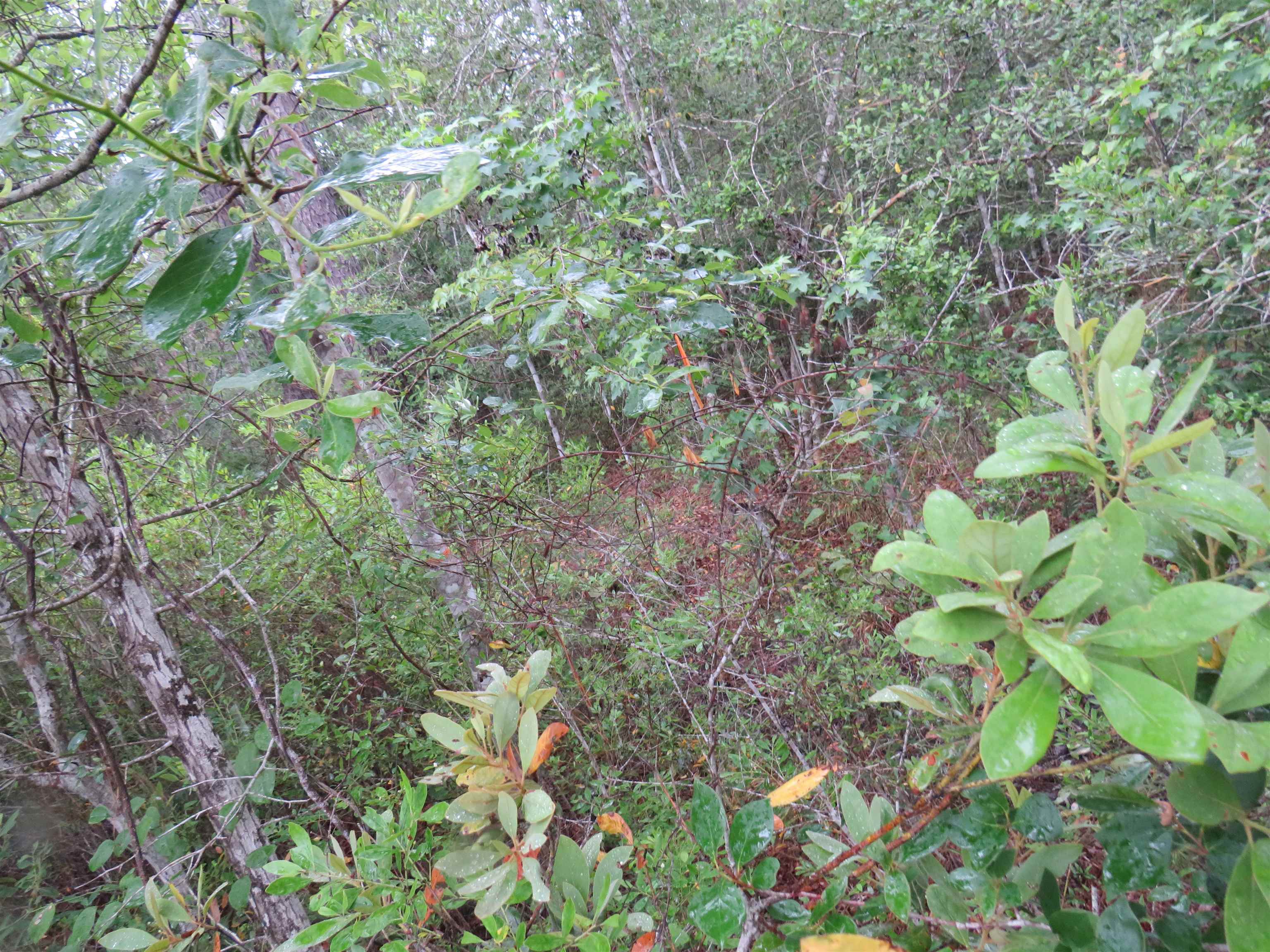 T.b.d. Finnell Rd. Property Photo 11