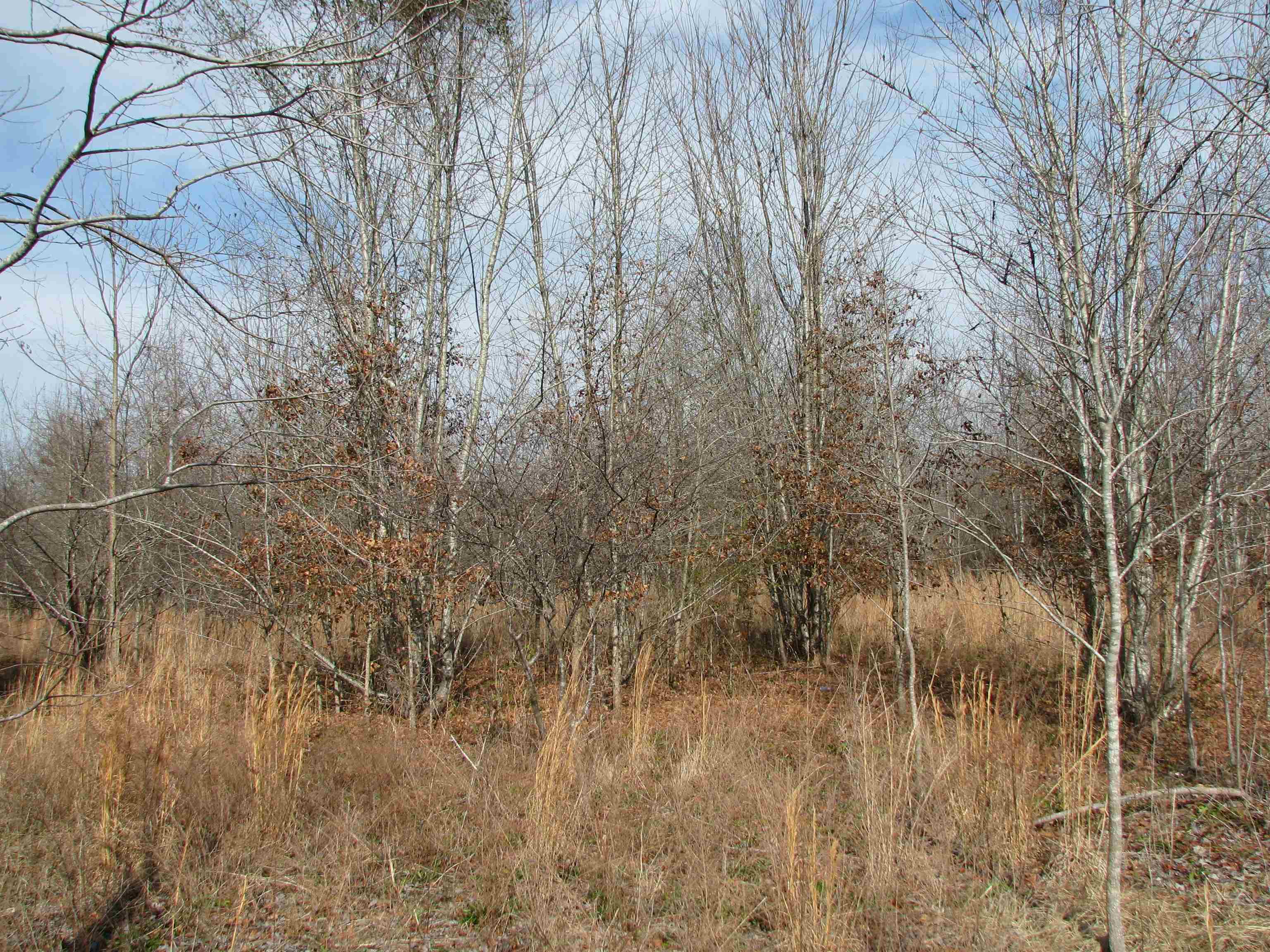 0 Cannery Rd Property Photo 16