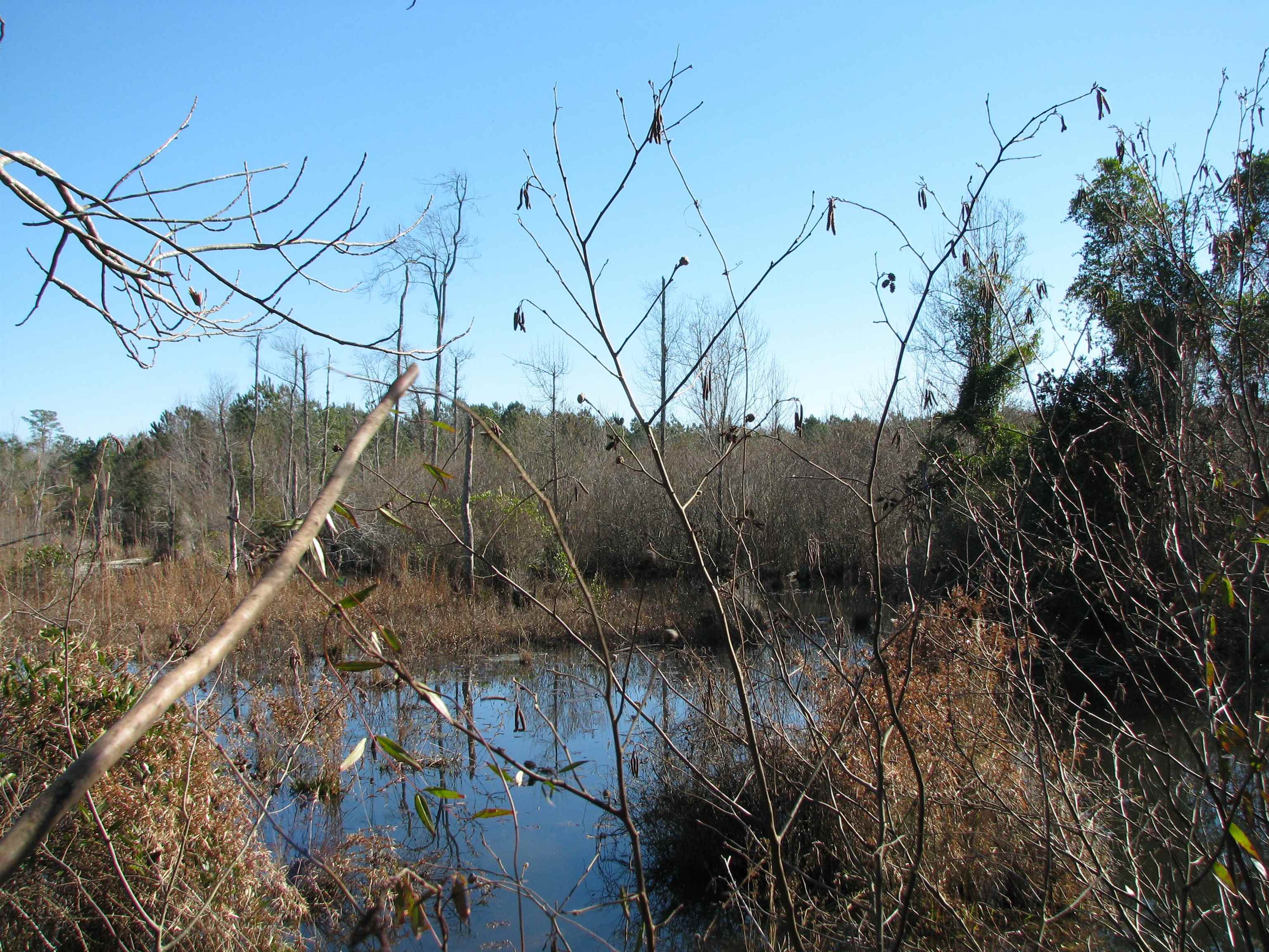 0 Cannery Rd Property Photo 31