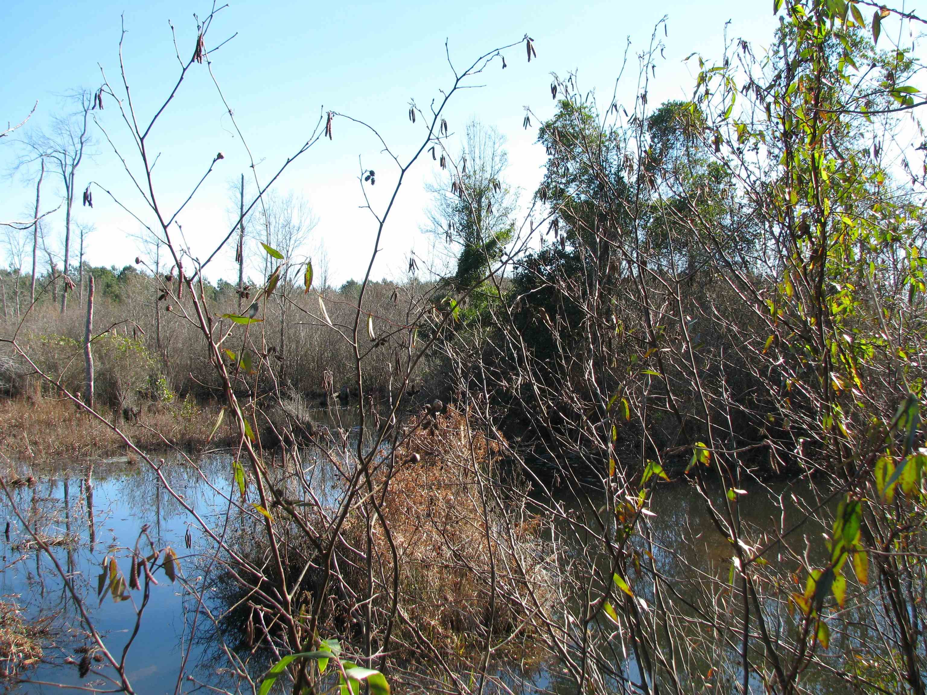 0 Cannery Rd Property Photo 32