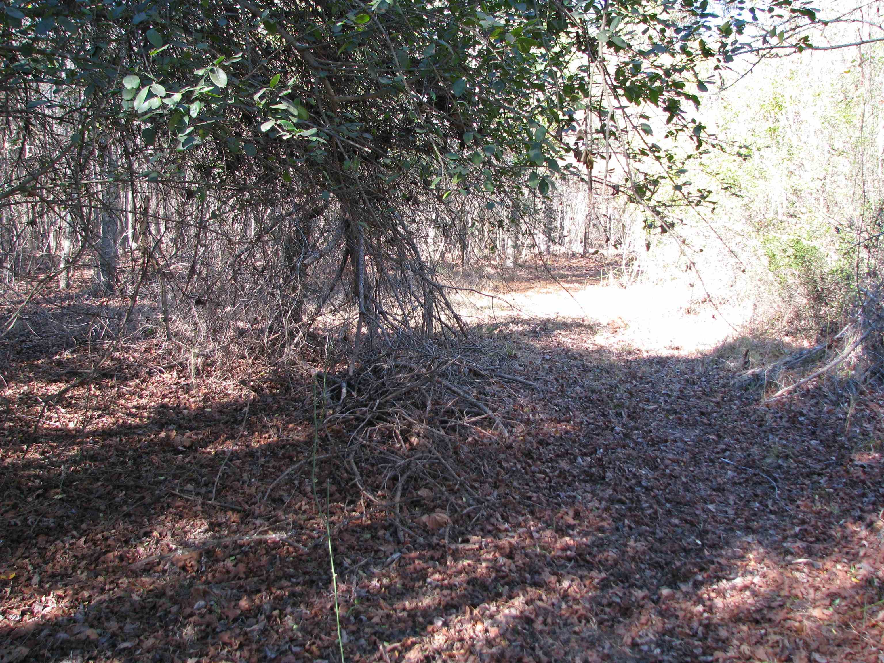 0 Cannery Rd Property Photo 37