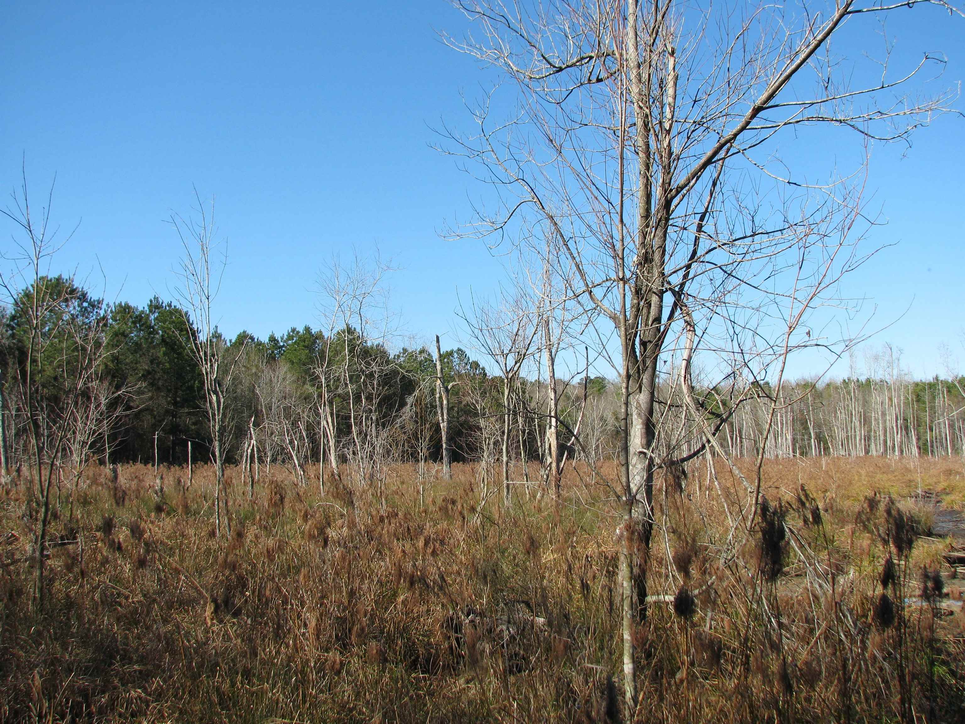 0 Cannery Rd Property Photo 40