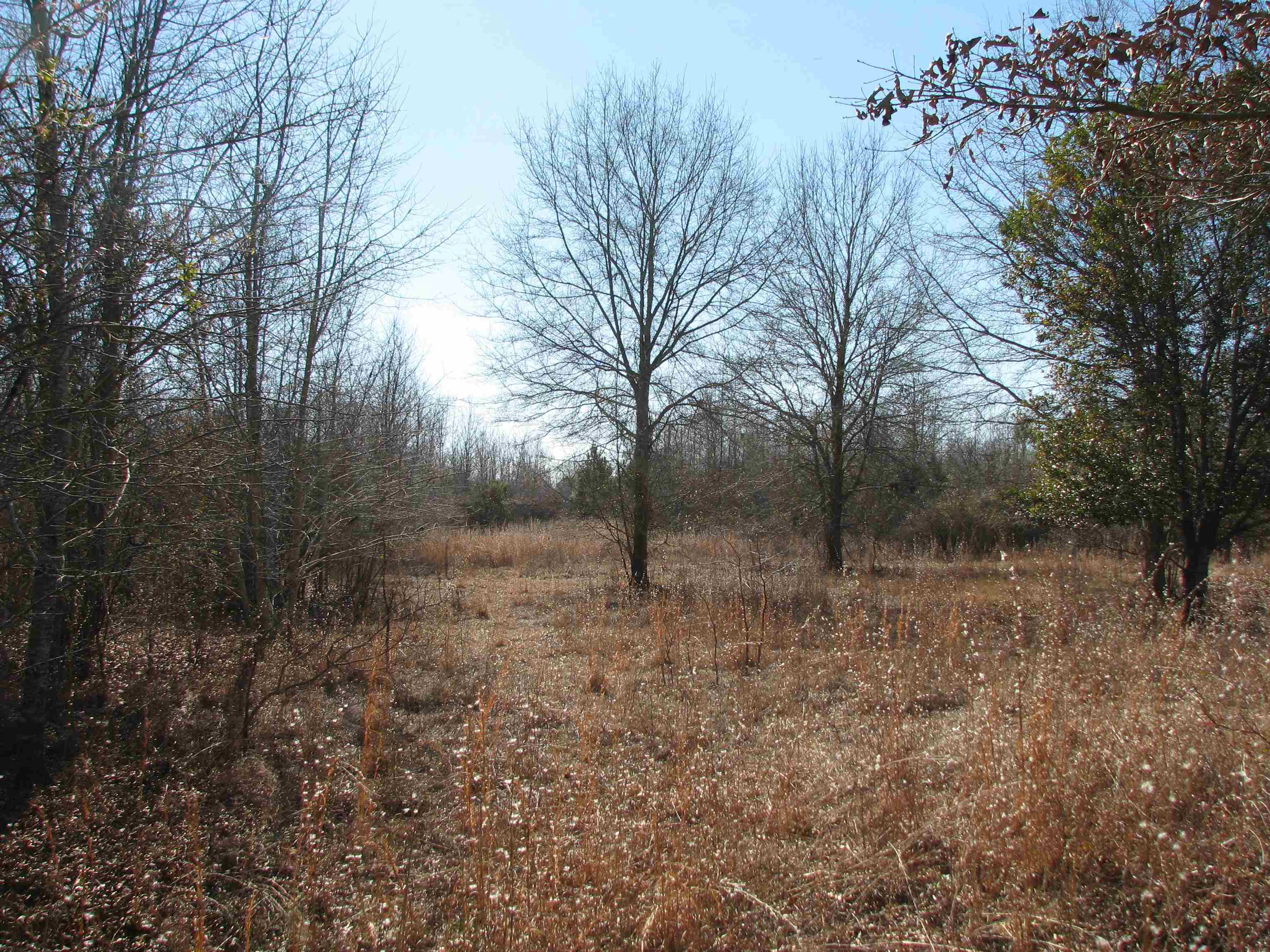0 Cannery Rd Property Photo 51